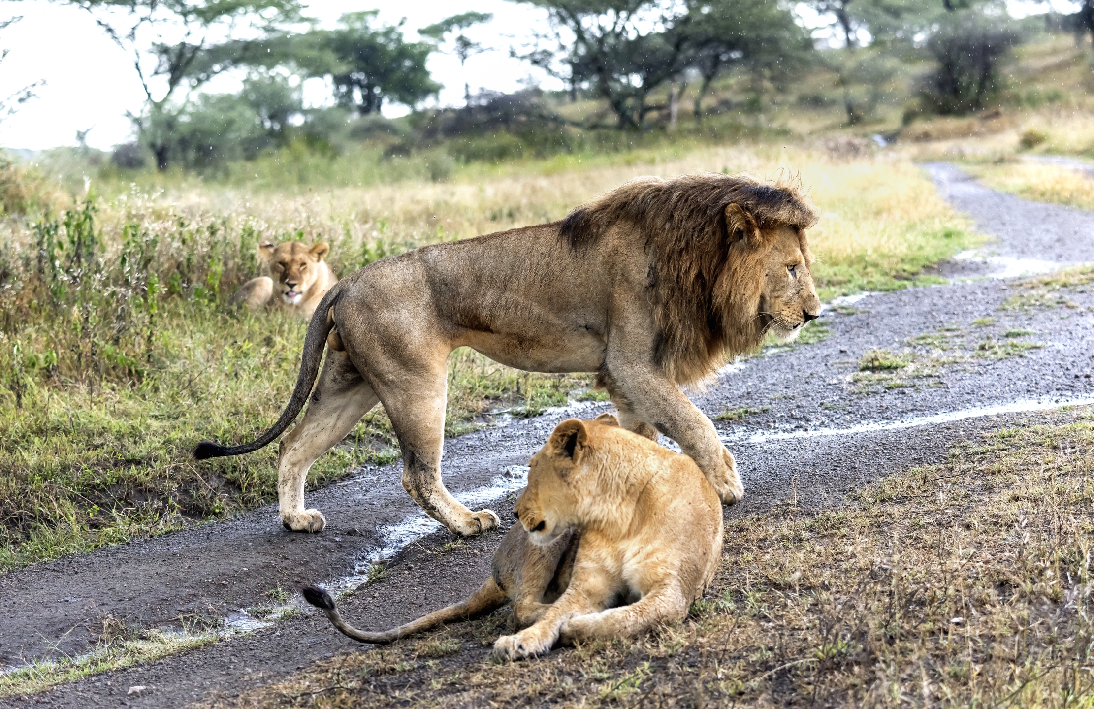 Tanzania 2016 - La coppia e l'intrusa