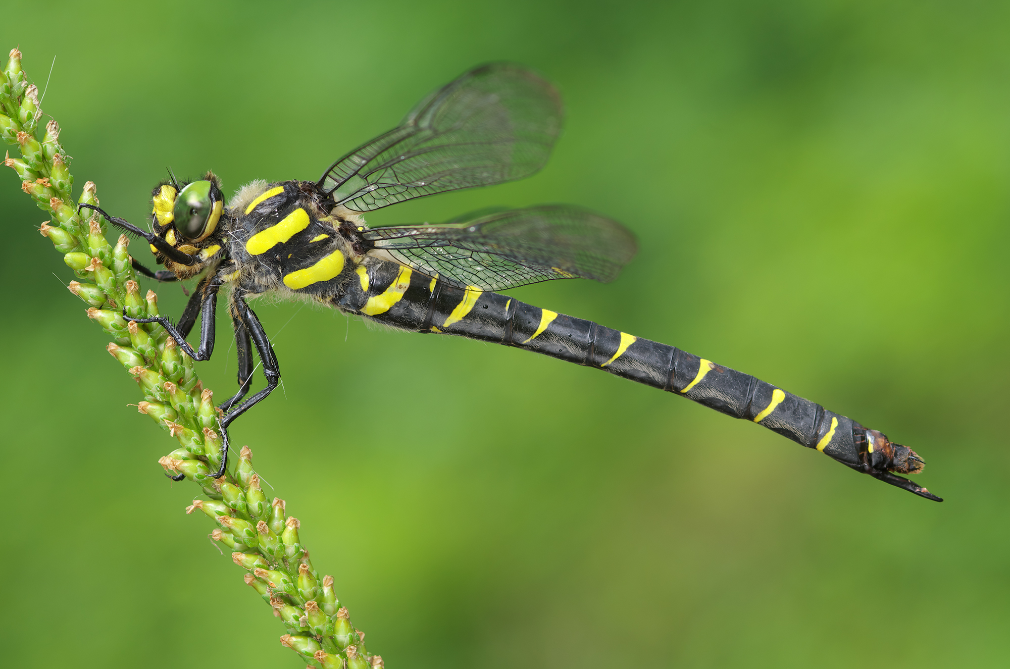 bidentata Cordulegaster