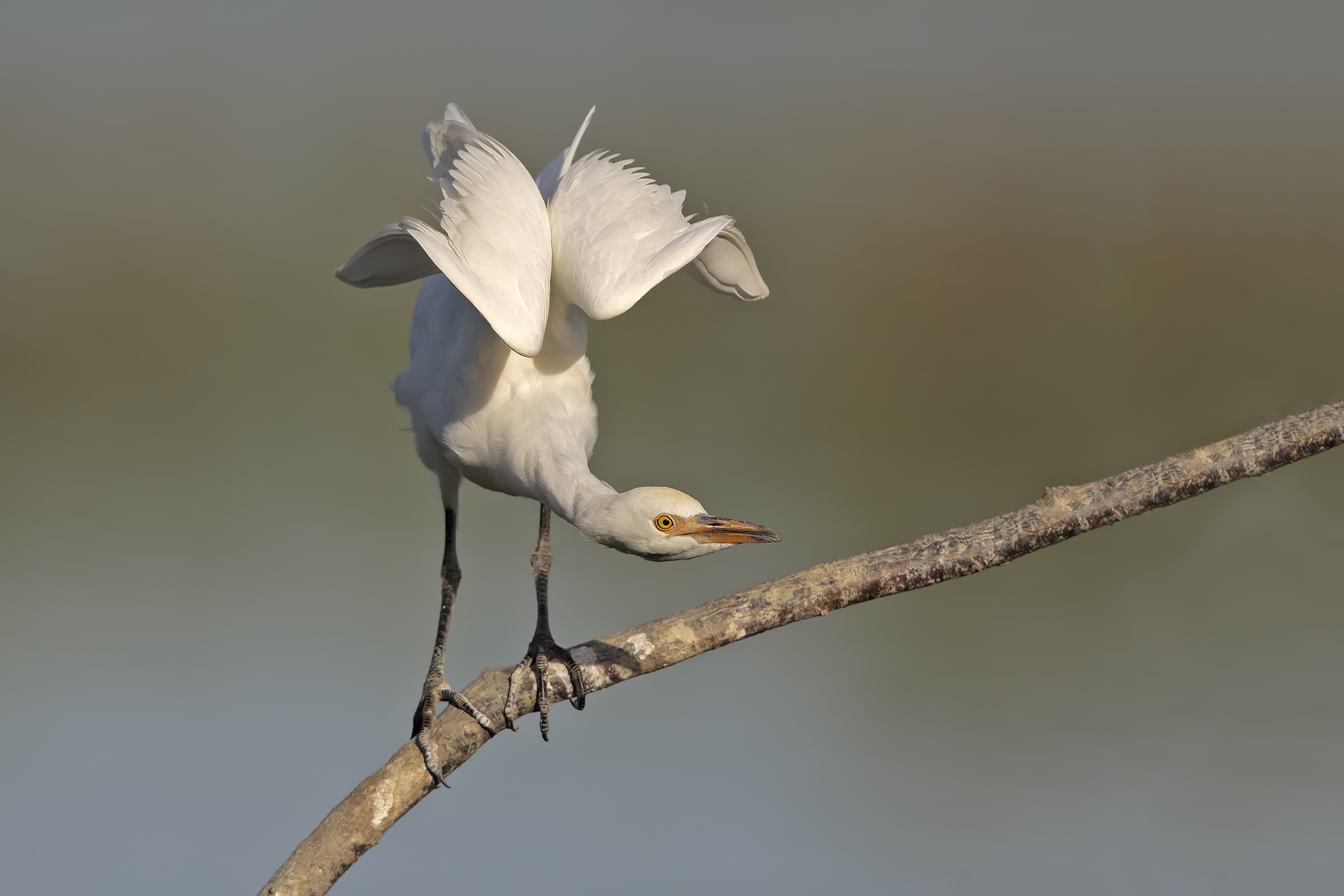 Heron Egrets