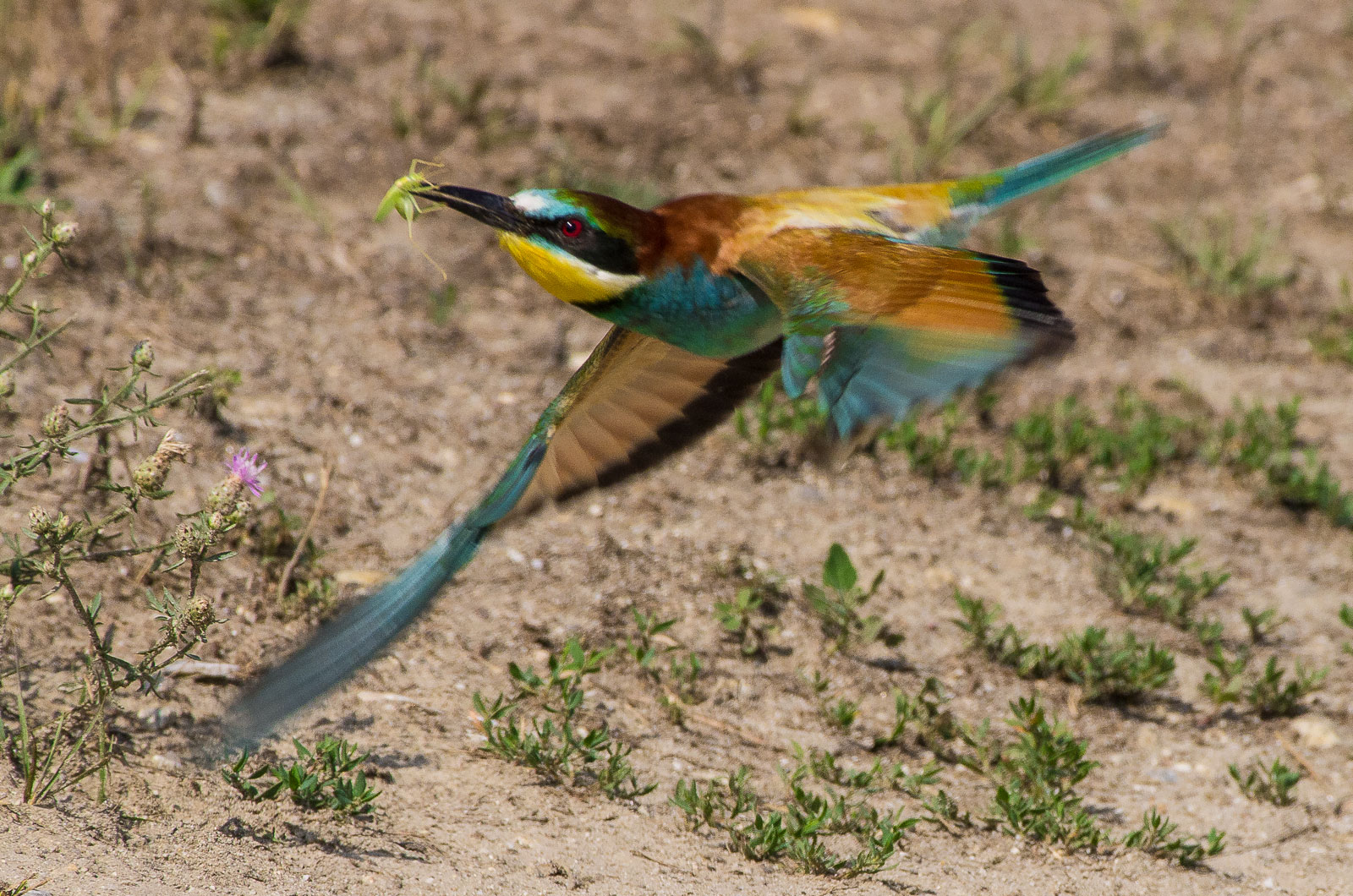 bee-eater in flight
