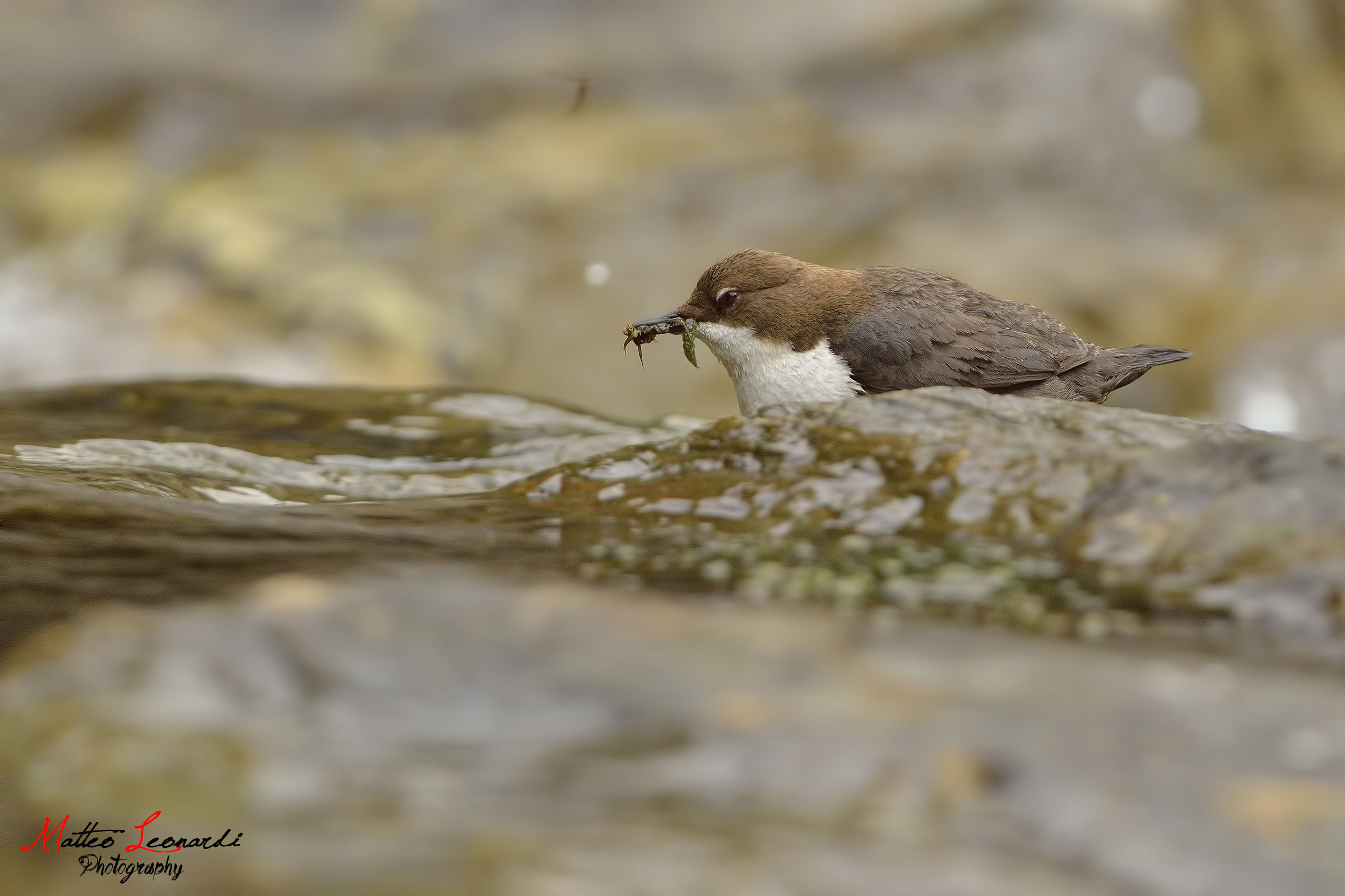 Dipper - Searching for food