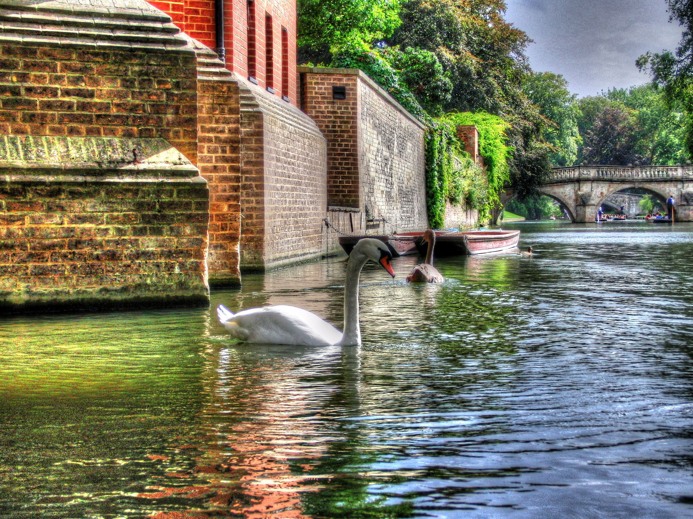 18 Cambridge Cam river Swan