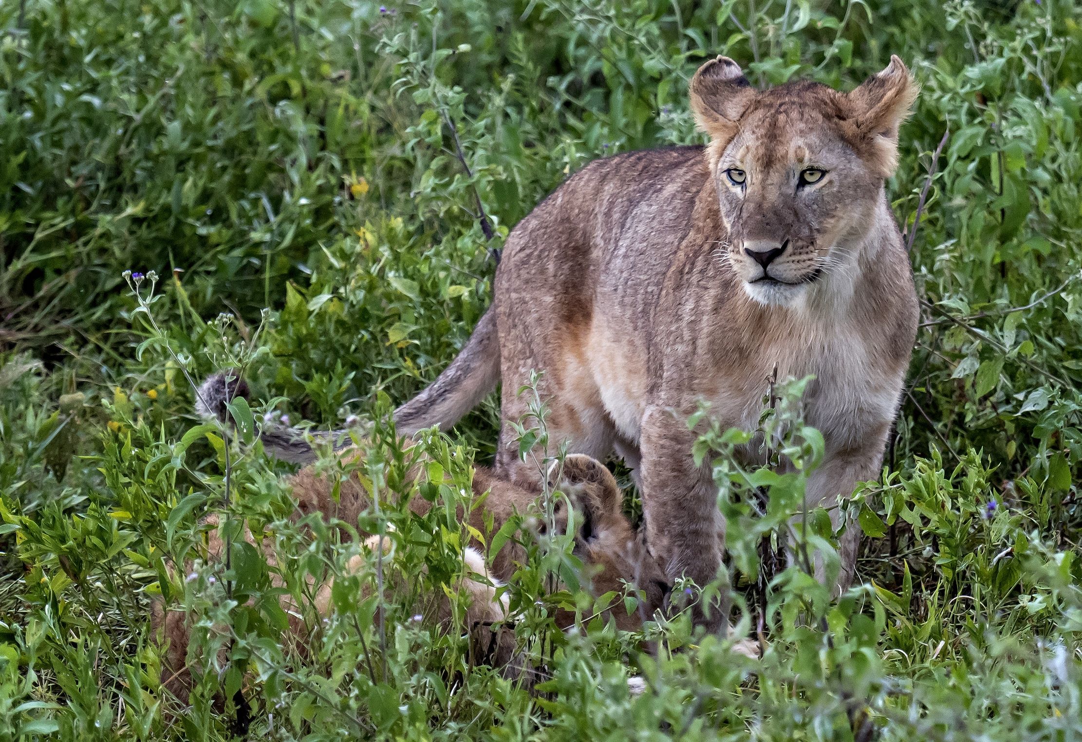 Tanzania 2016 - Cucciolo