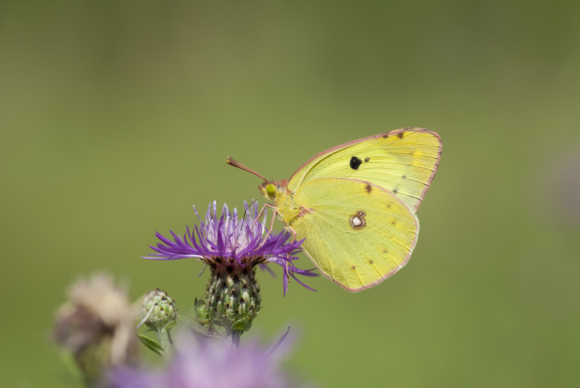 Colias crocea