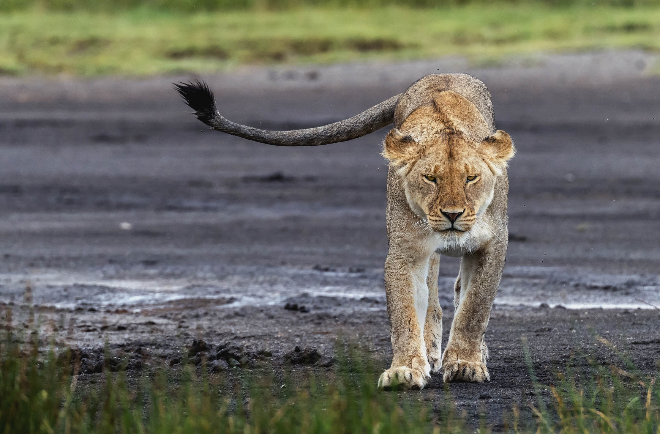 Tanzania 2016 - Codina
