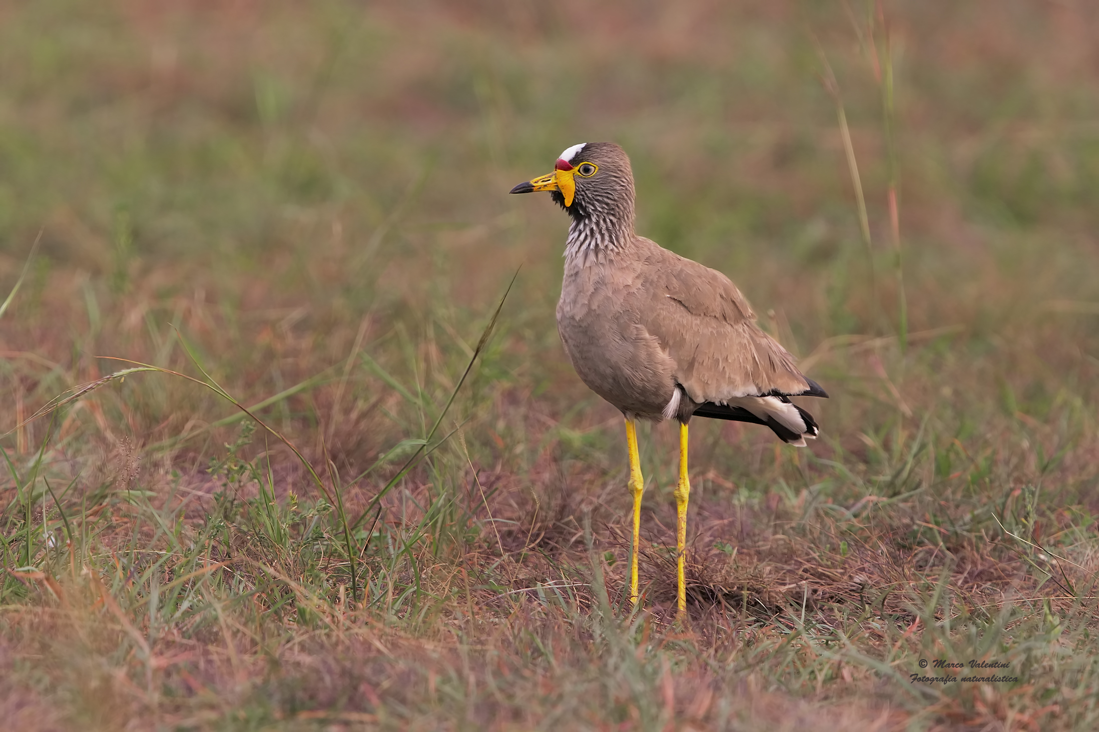 African wattled lapwing