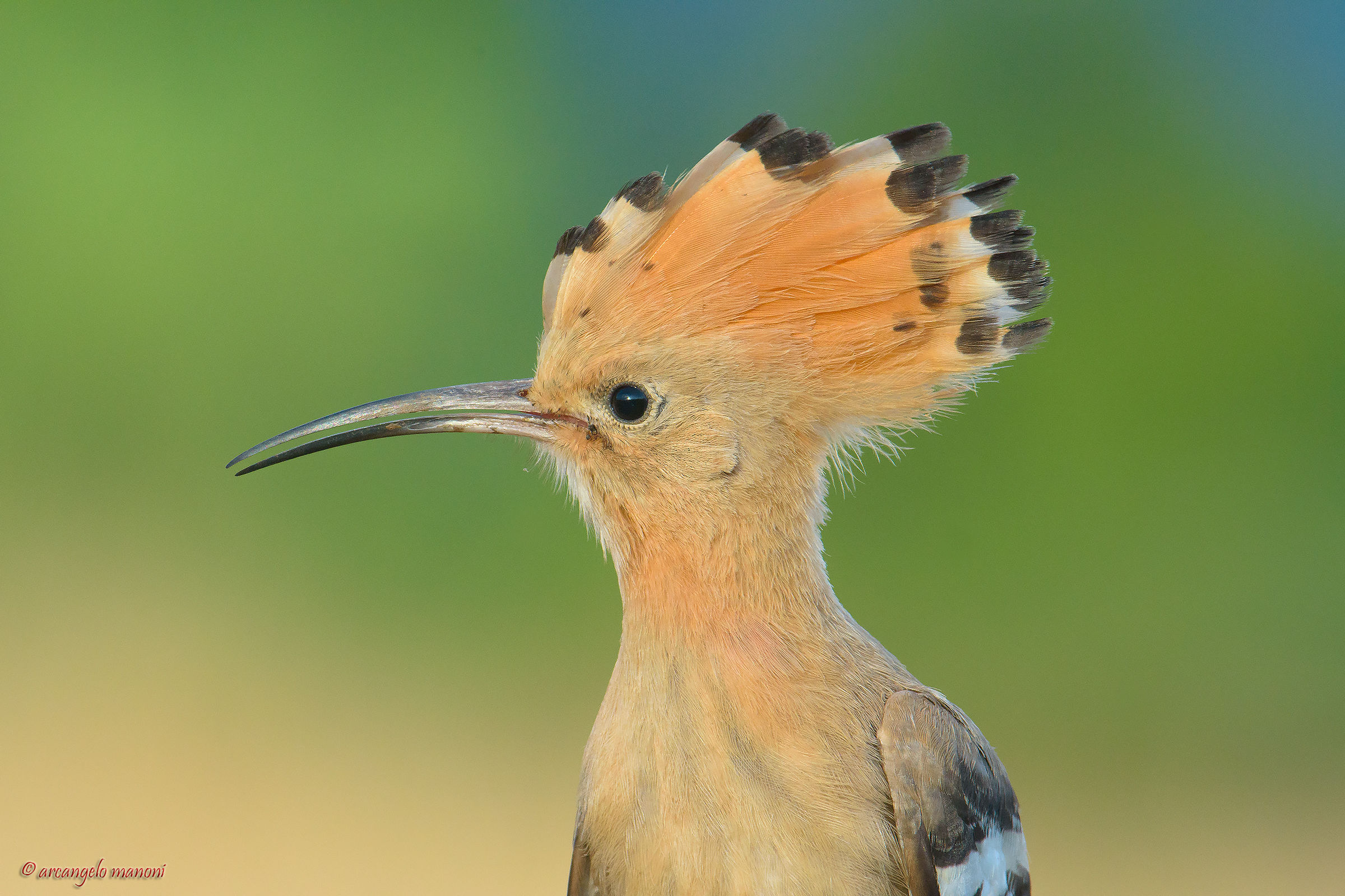 Another portrait hoopoe