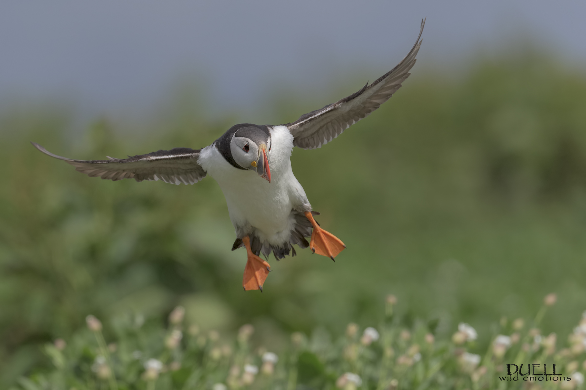 un puffin per Chiara