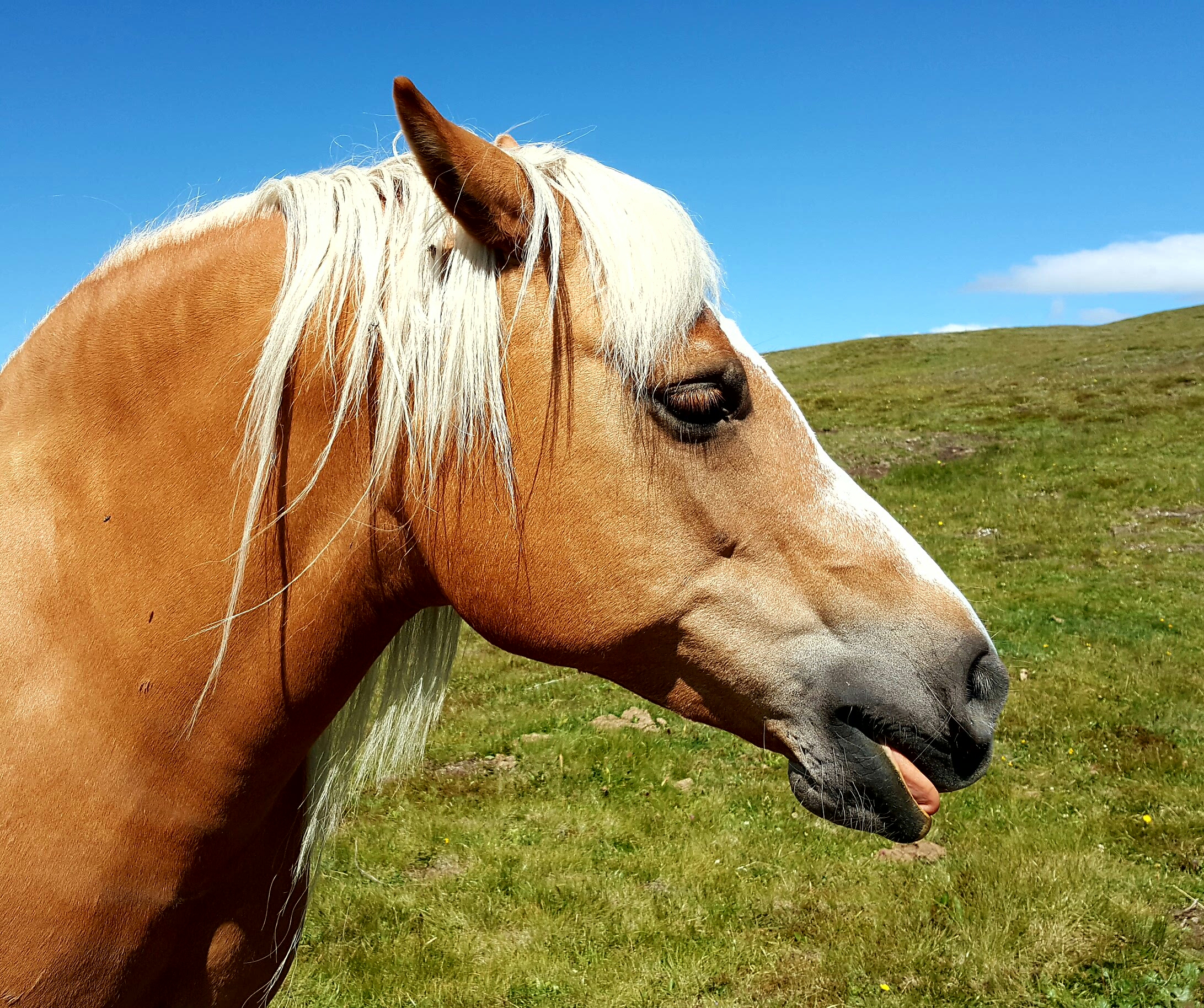 When a horse makes you the "tongue"