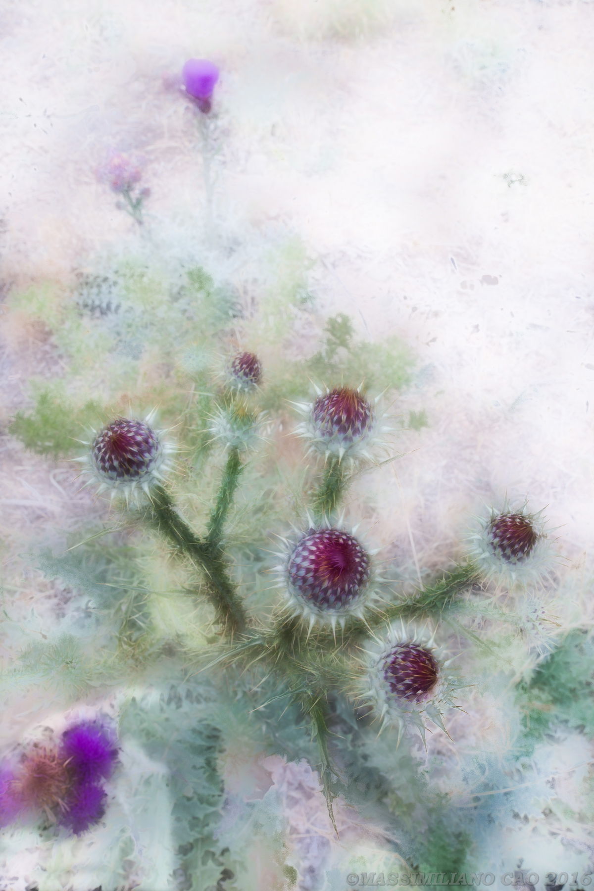 The summer thistle ...