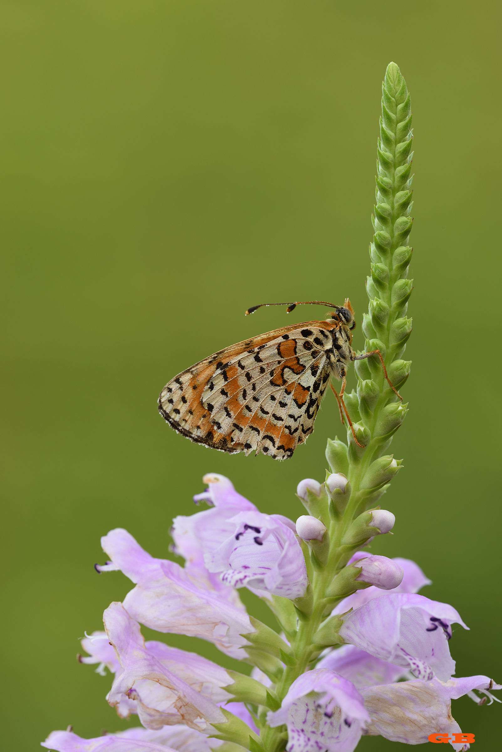 Melitaea
