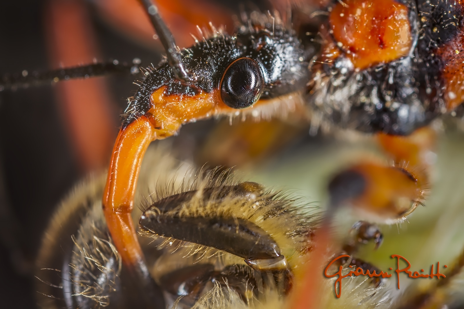 Rhynocoris iracundus