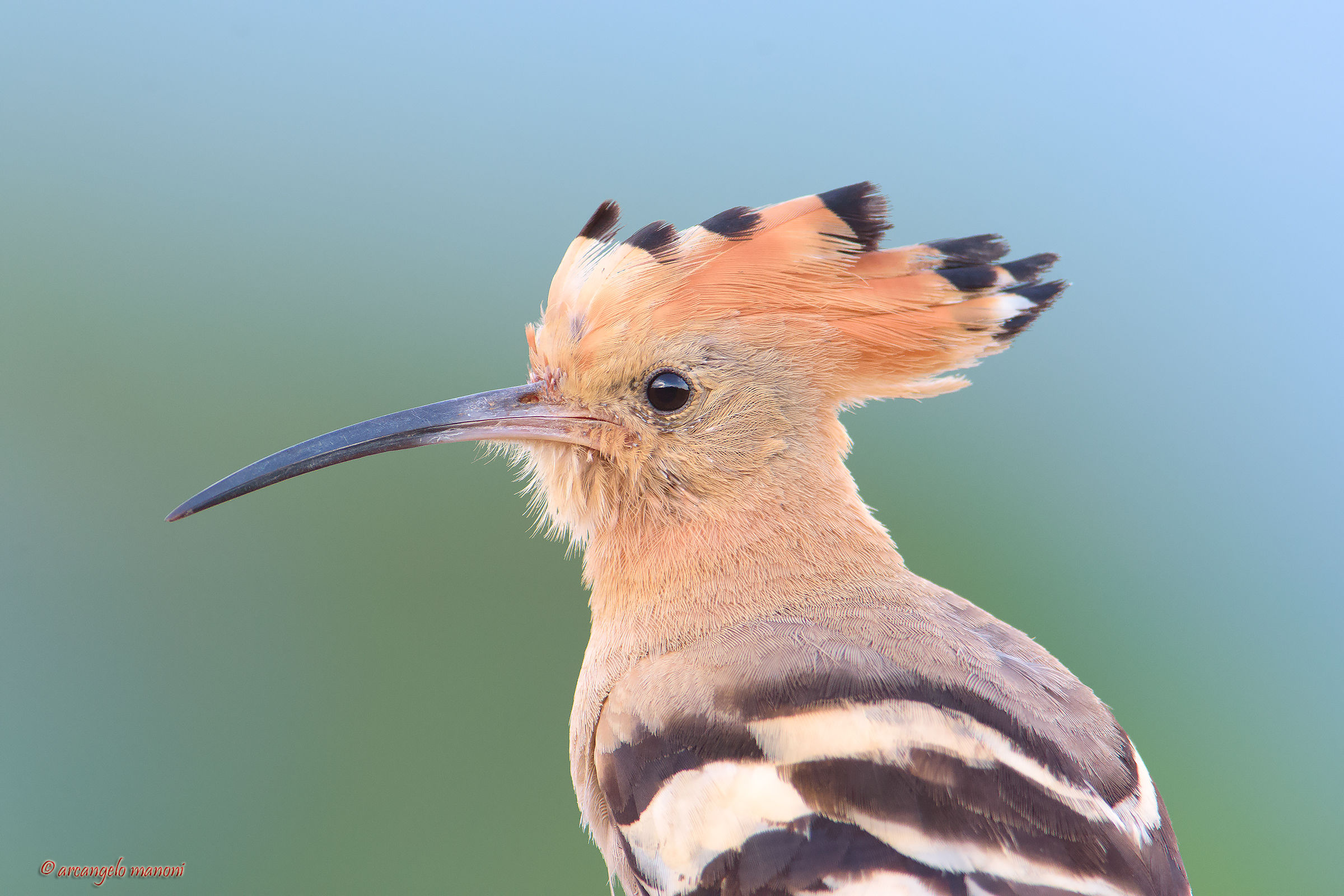 American plan for the hoopoe