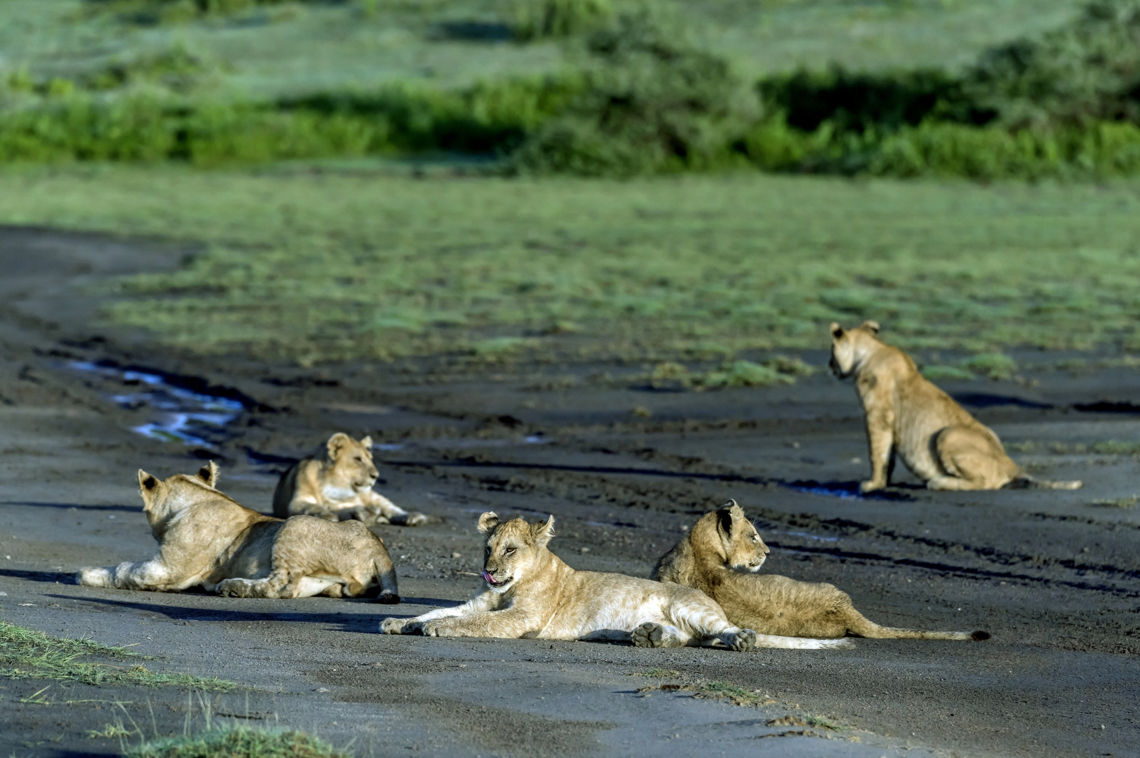 Tanzania 2016 - A Ndutu area