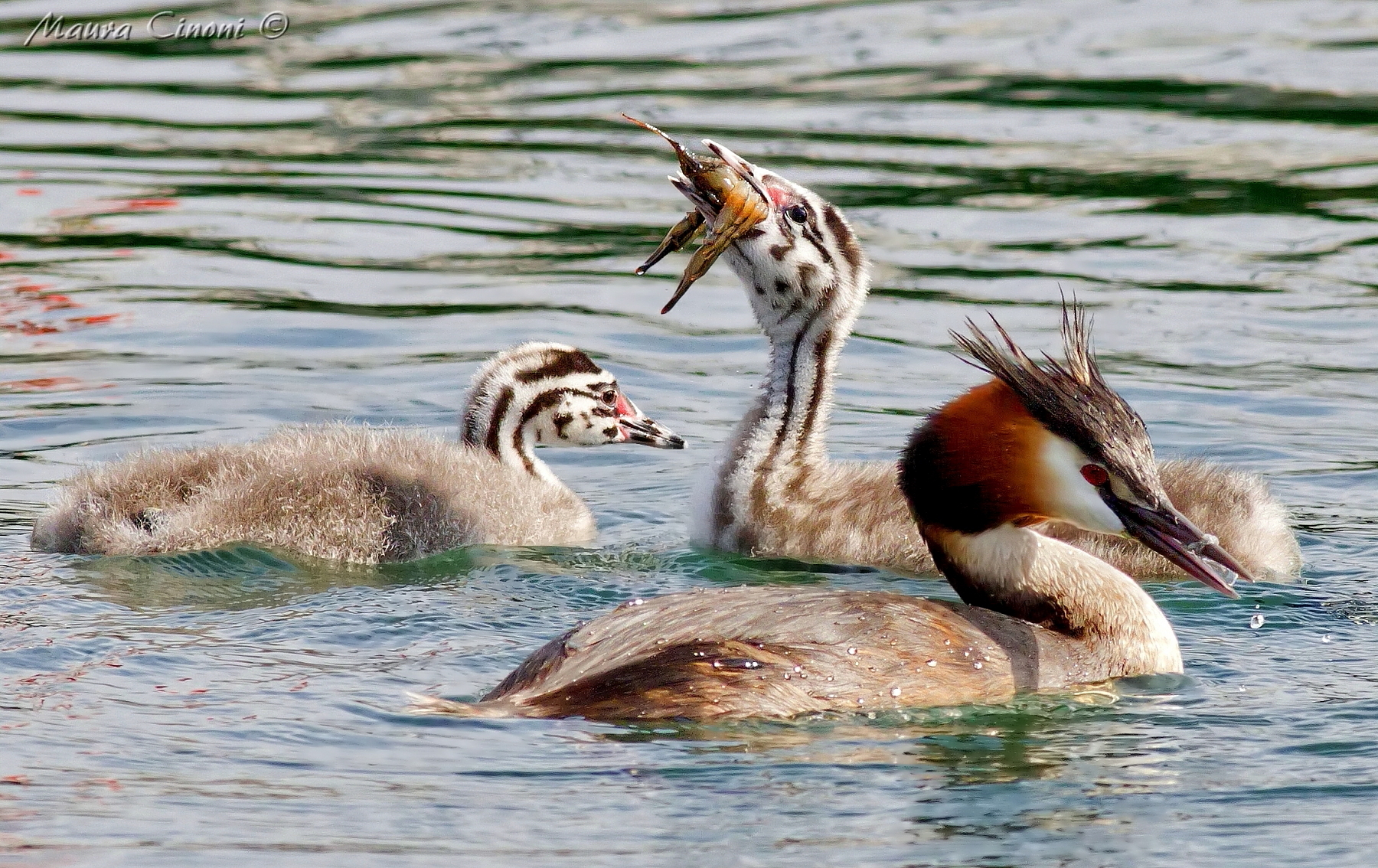Grebe: The Family