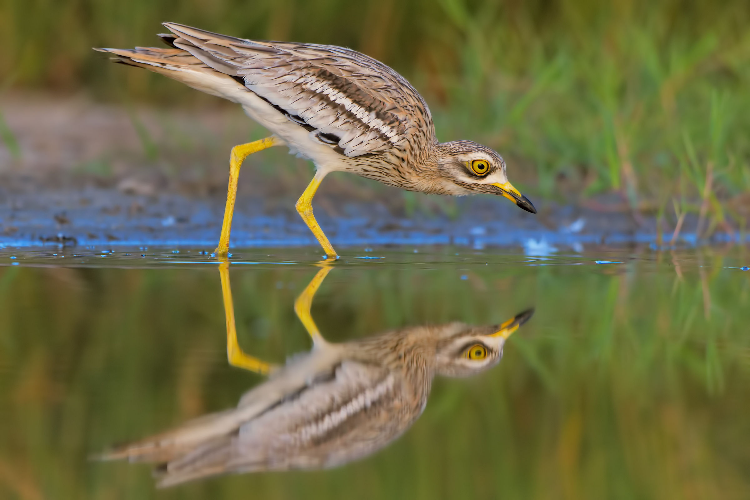 le riflessioni dell'occhione