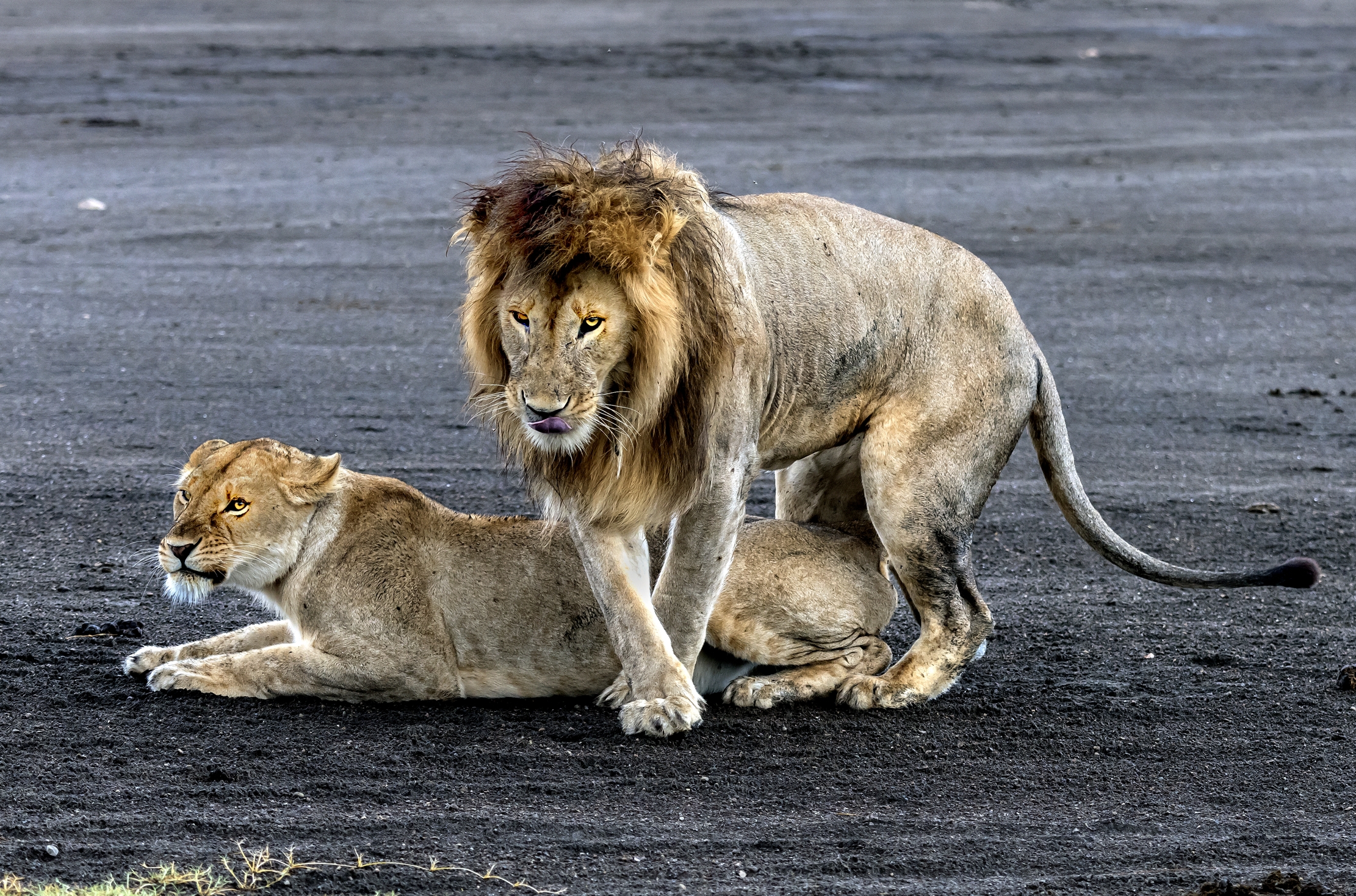 Tanzania 2016 - La coppia