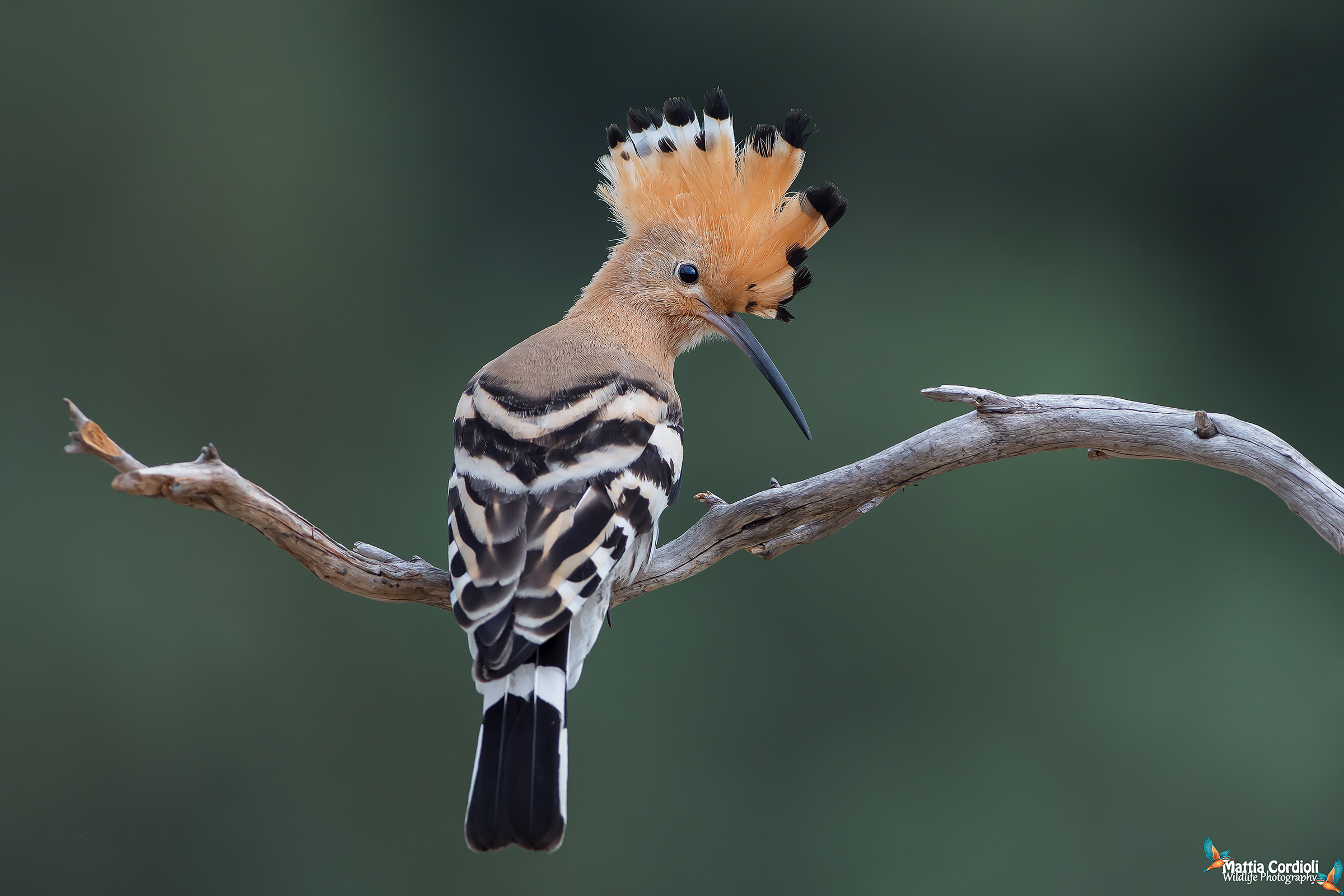 hoopoe...