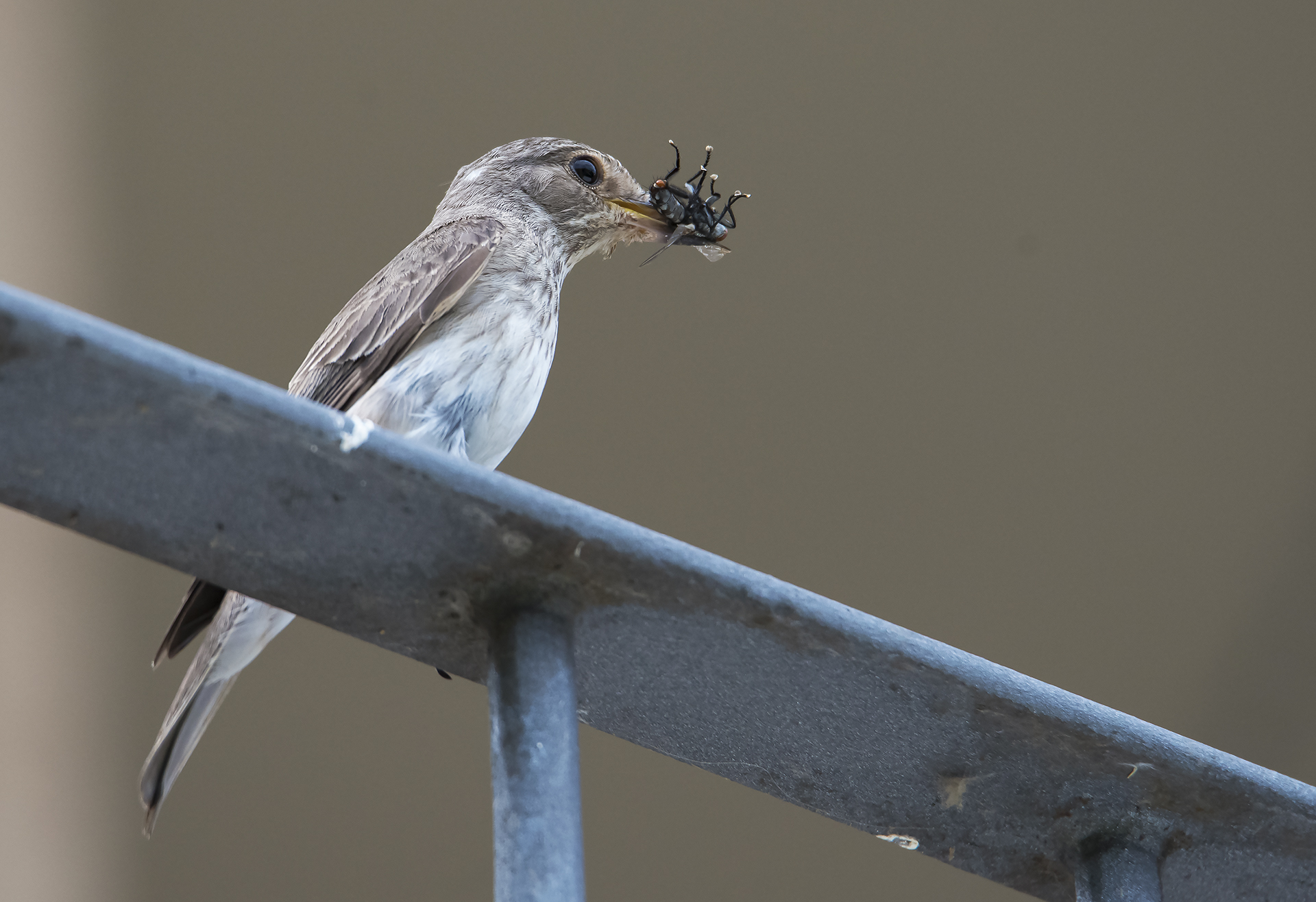 flycatcher 1