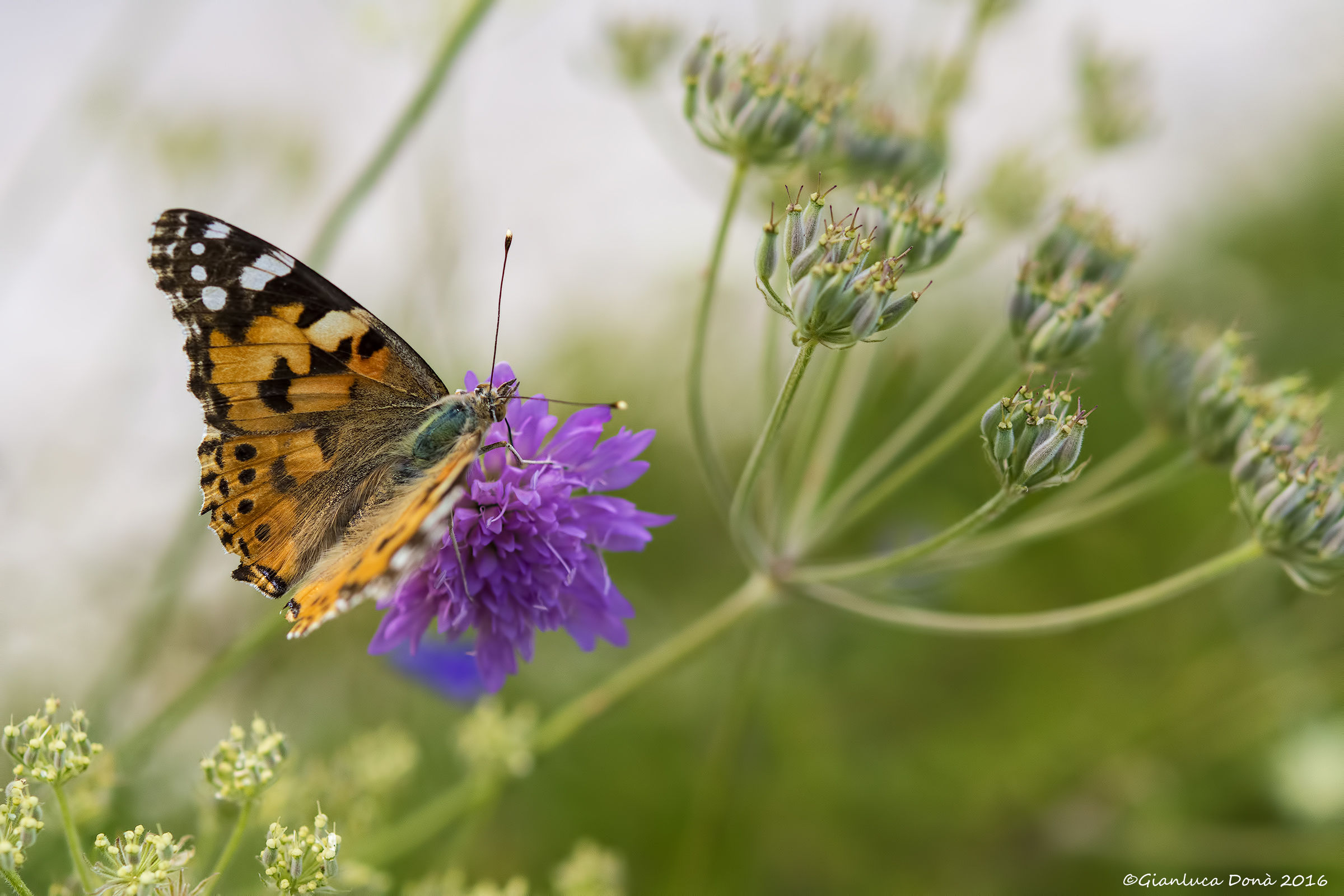 Vanessa cardui Linnaeus, 1758