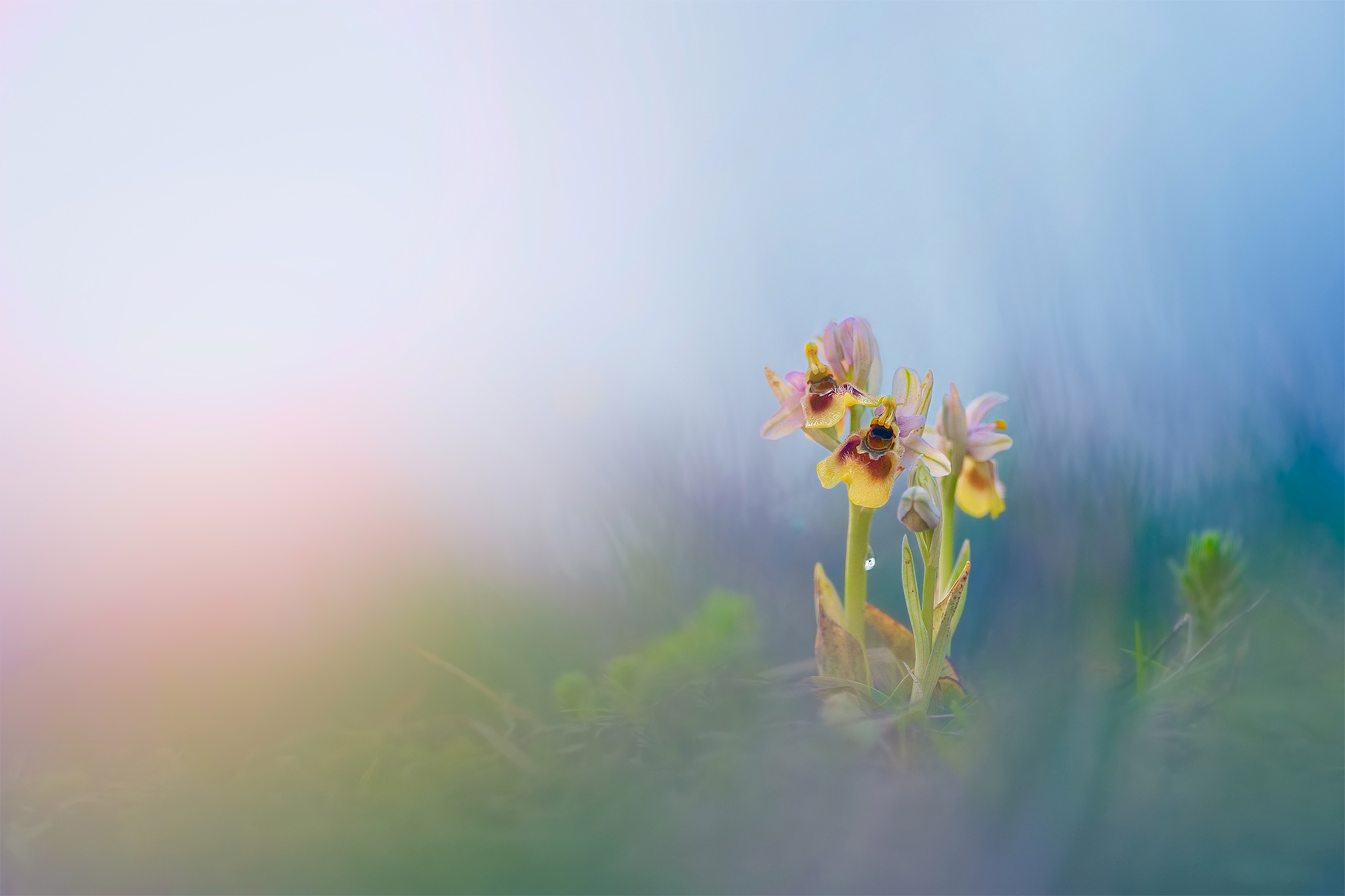 Ofride fior di vespa