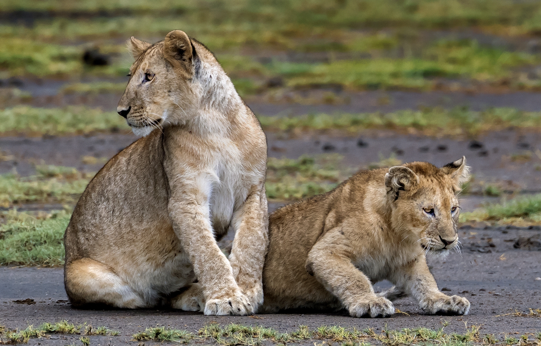 Tanzania 2016 - Cuccioli