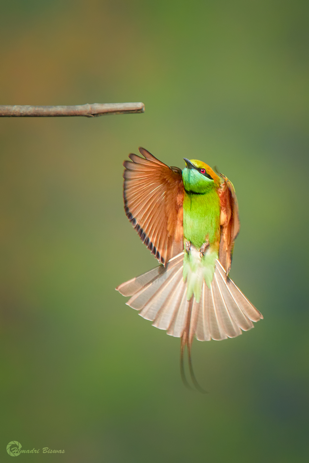 Green bee eater