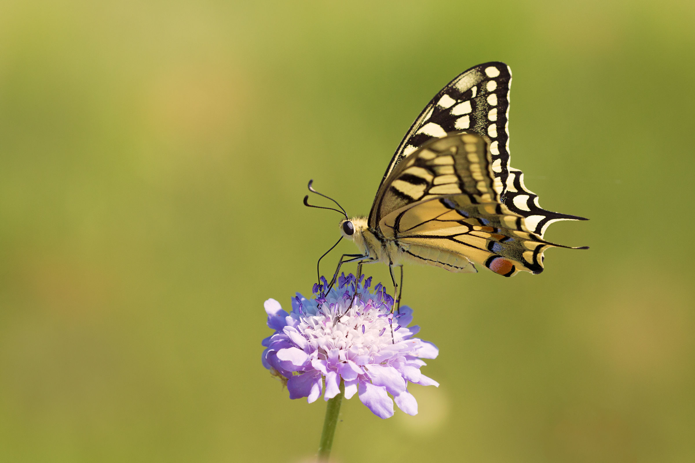 Papilio machaon