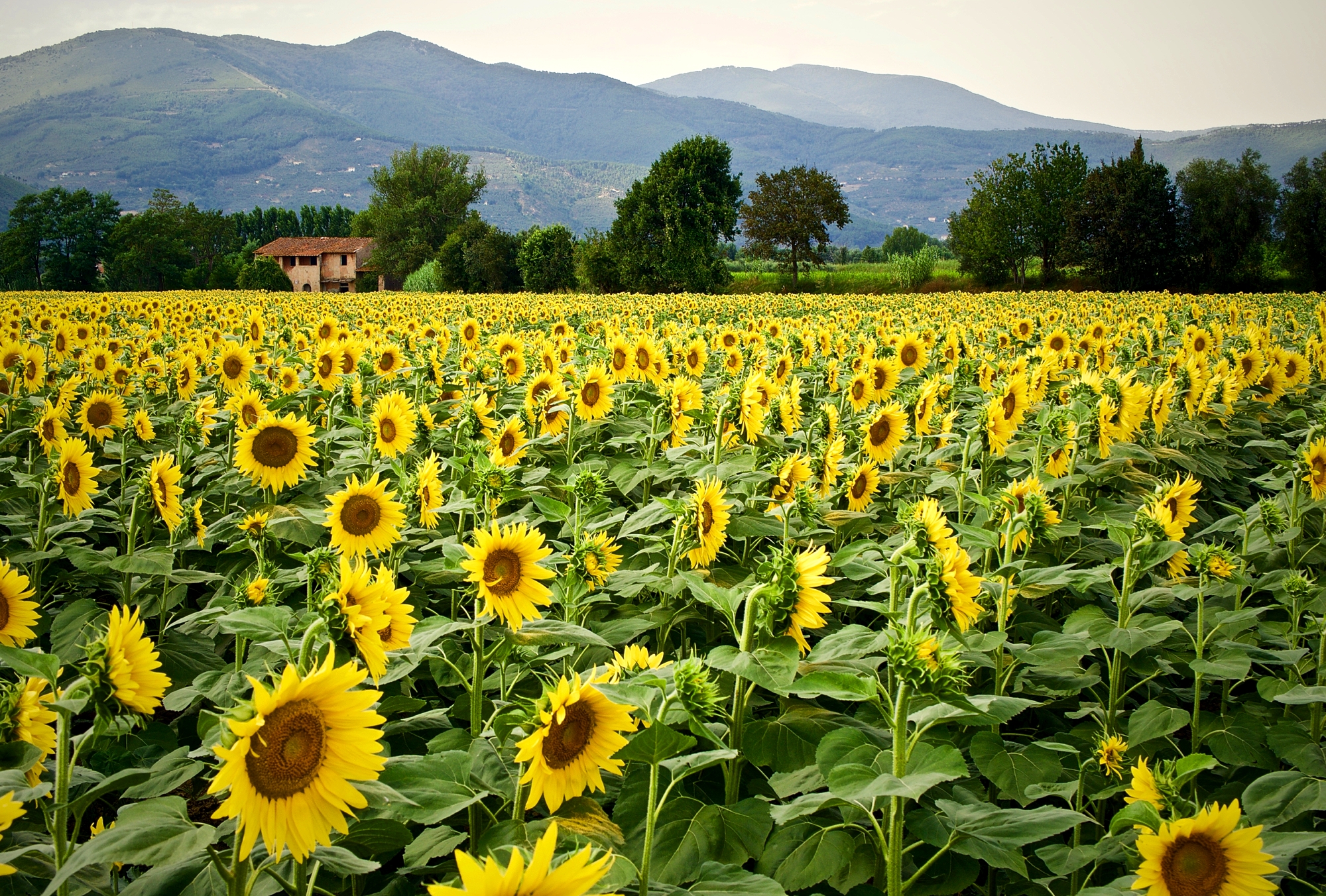 un bel campo giallo