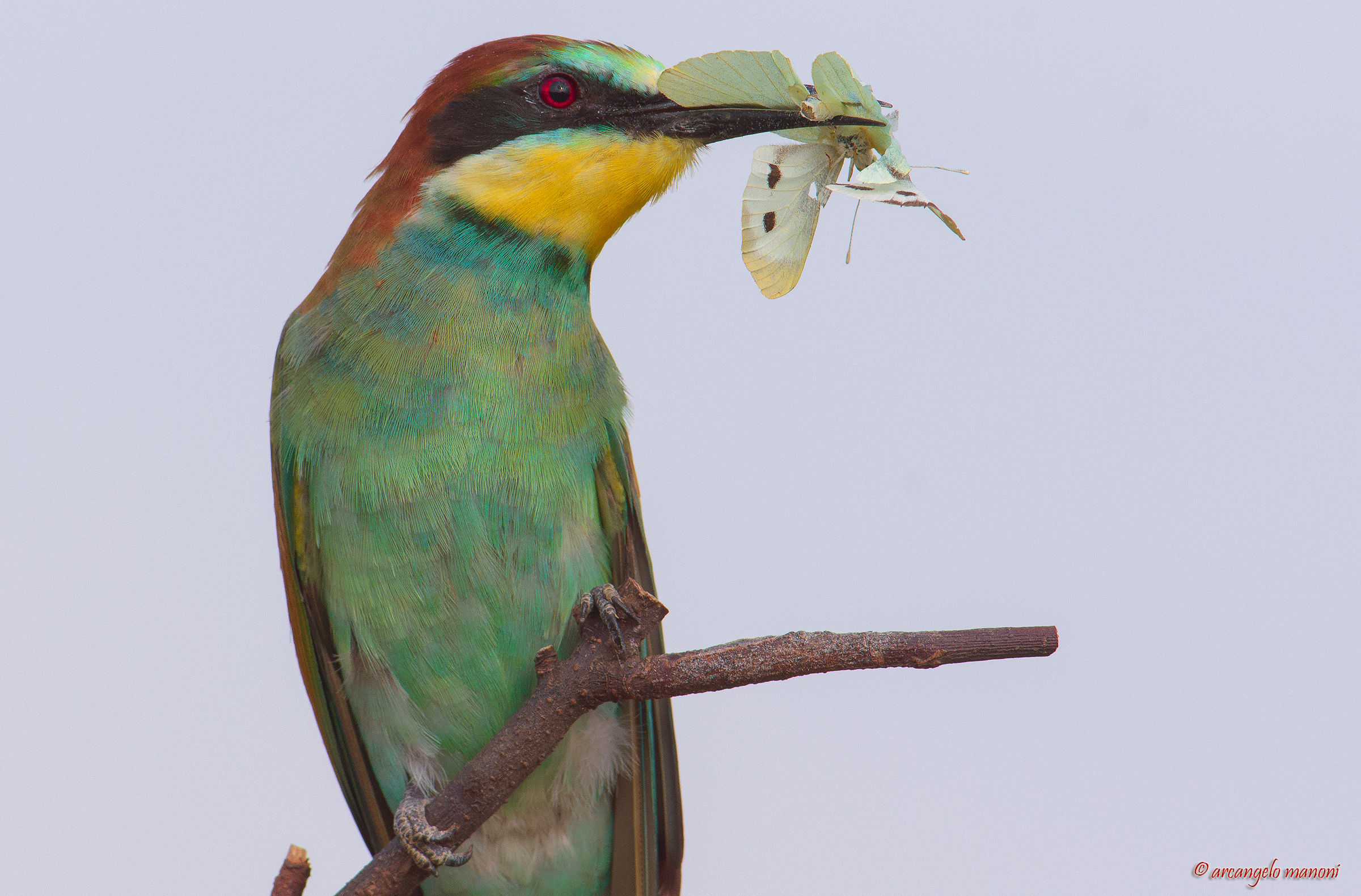 Una cattura particolare