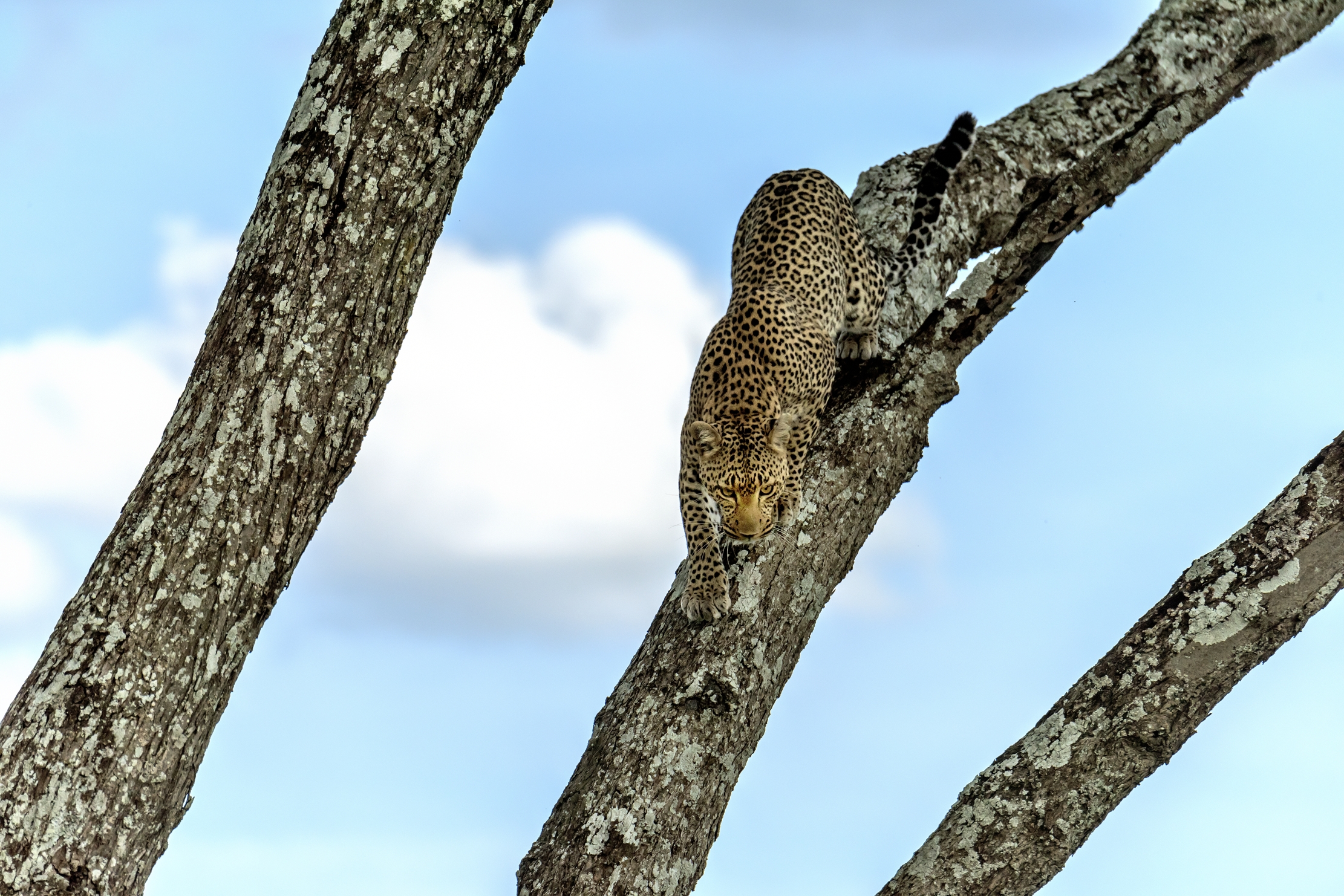 Tanzania 2016 - Discesa