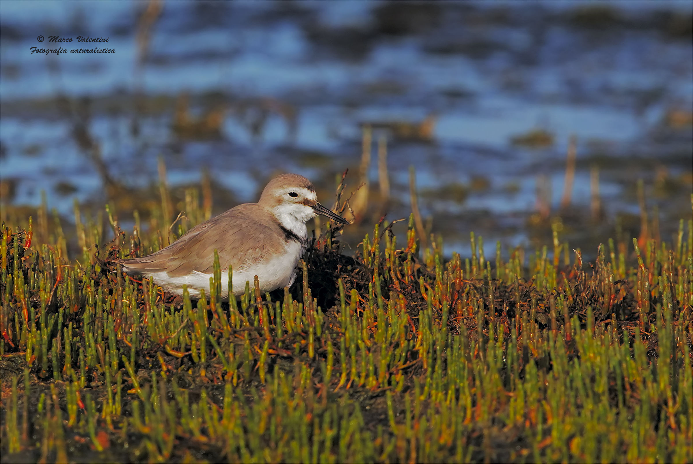 Beccostorto - Dedicato agli appassionati di limicoli