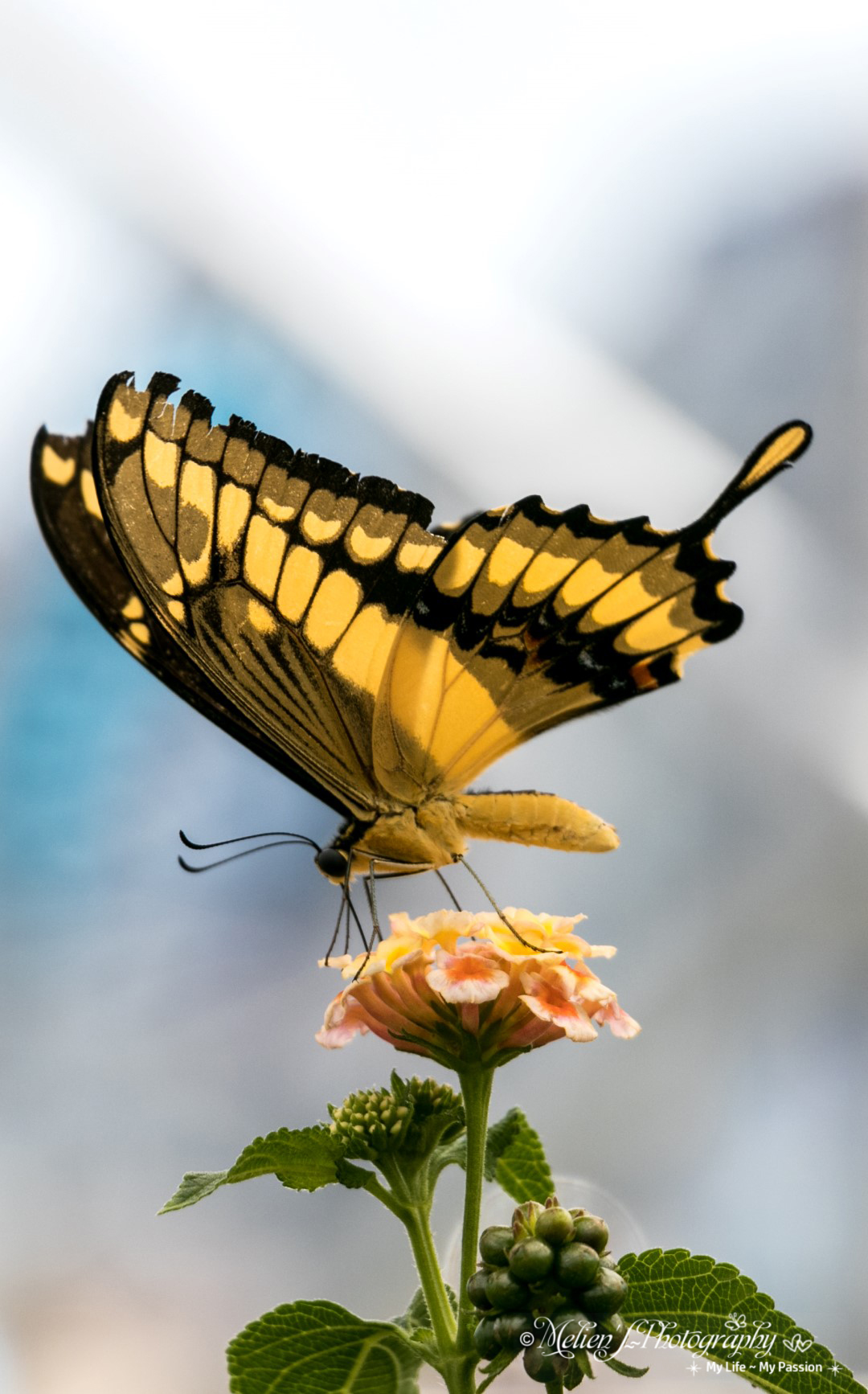 Farfalla a Knokke Heist