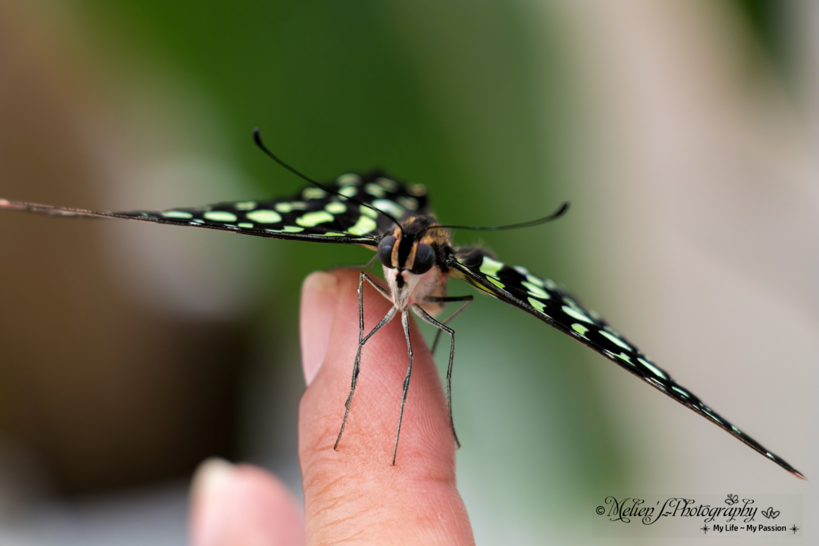 Farfalla a Knokke Heist