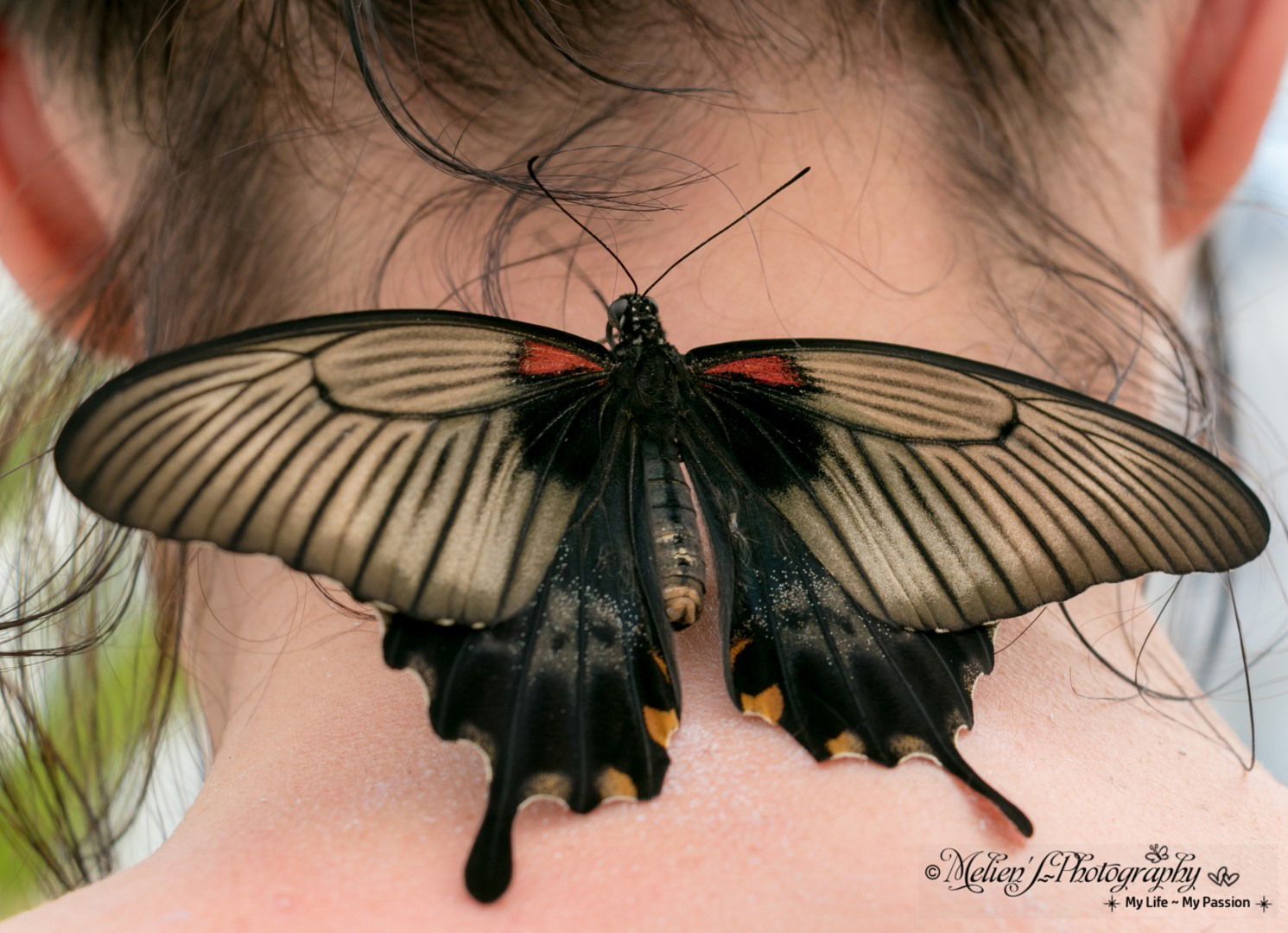 Farfalla a Knokke Heist