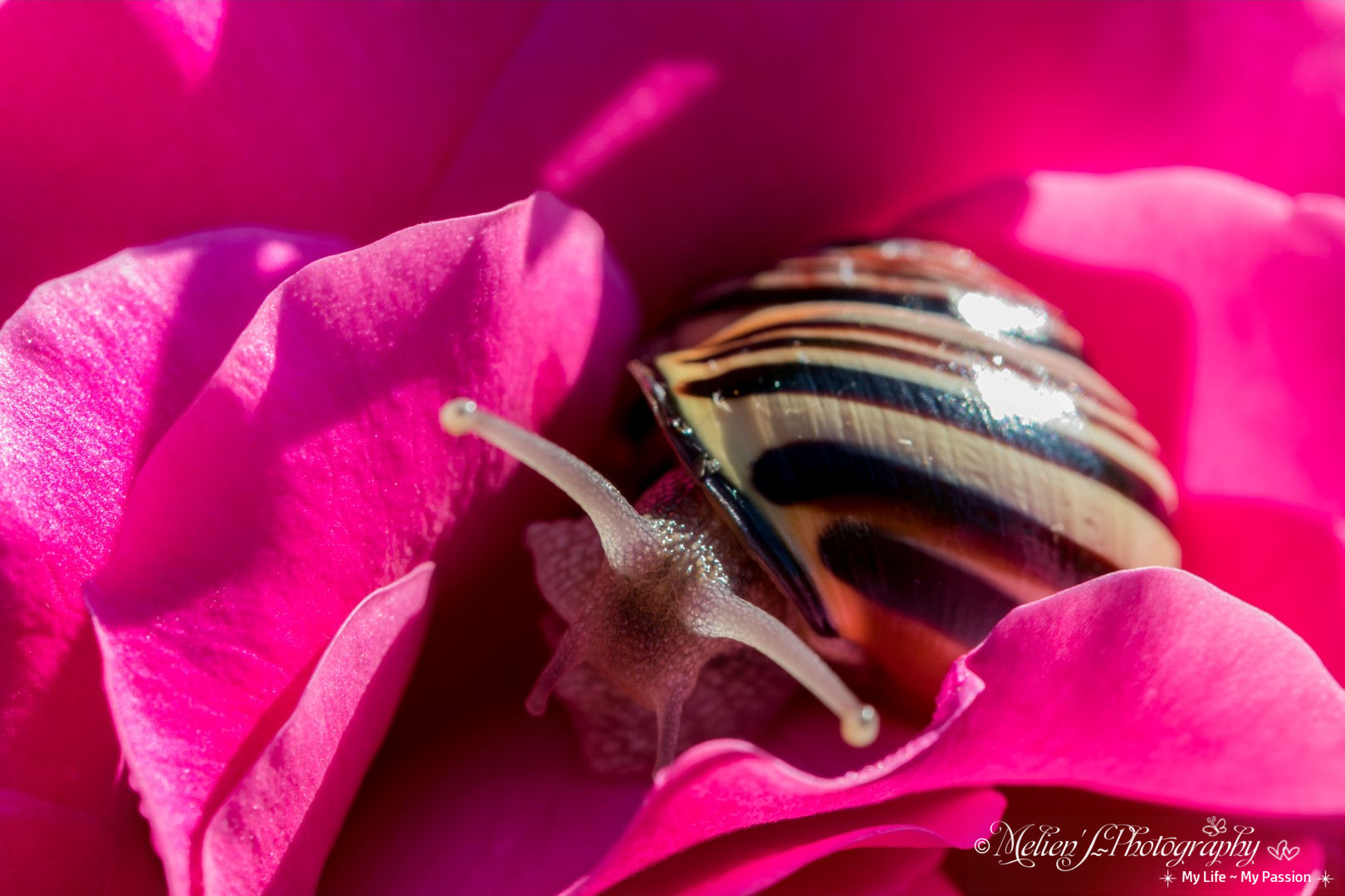 Lumachina al profumo di rose