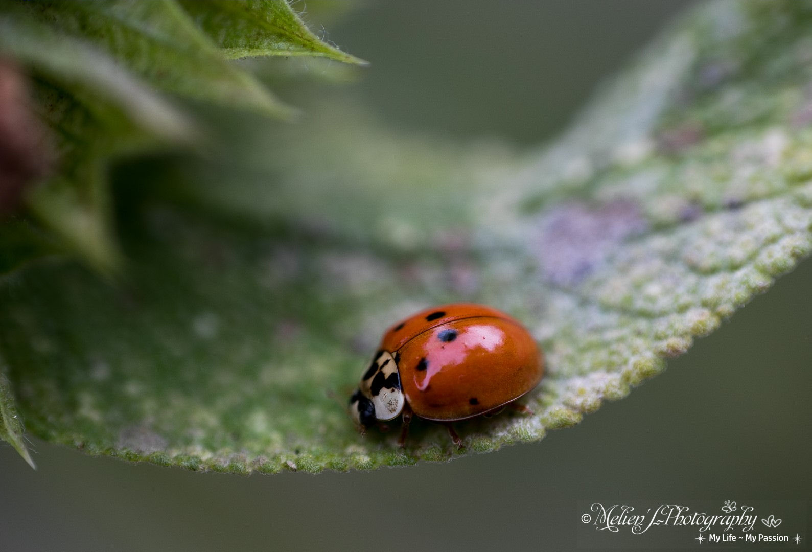 Coccinella portafortuna