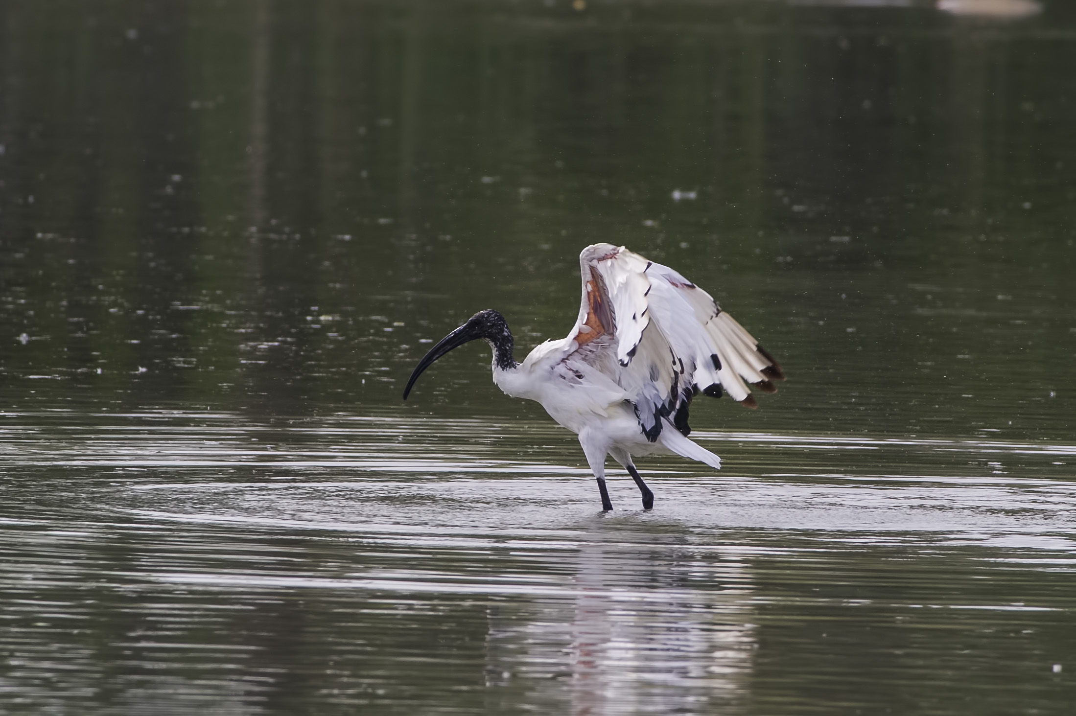 Ibis dalla testa nera