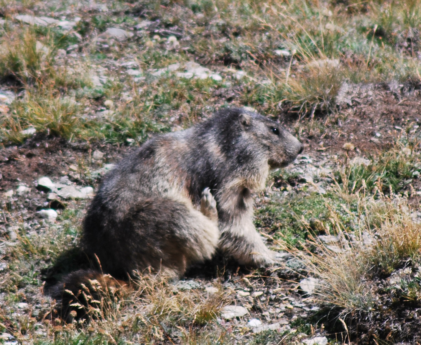 marmot