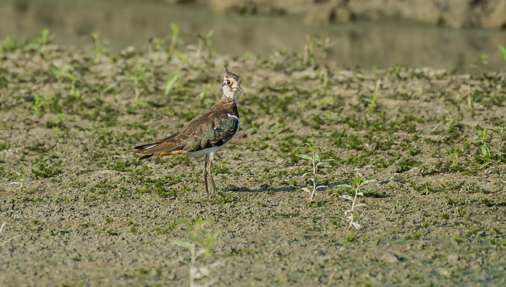 lapwing