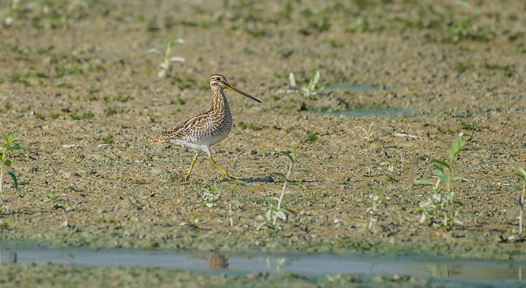 snipe