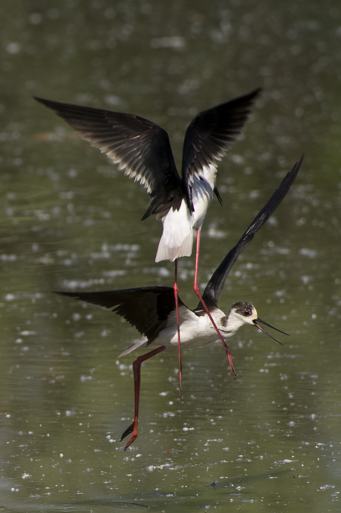 Litigio tra Cavalieri d'Italia
