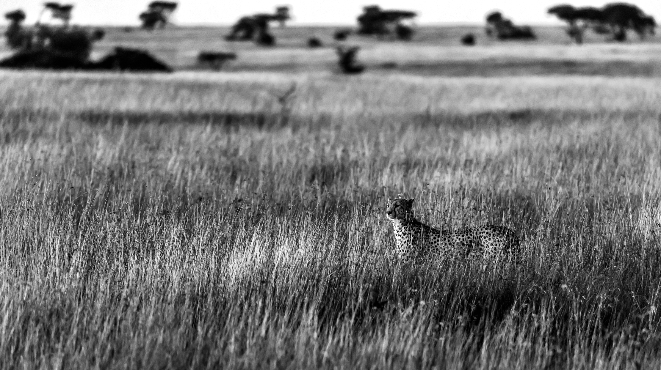 Tanzania 2016 -Nella savana