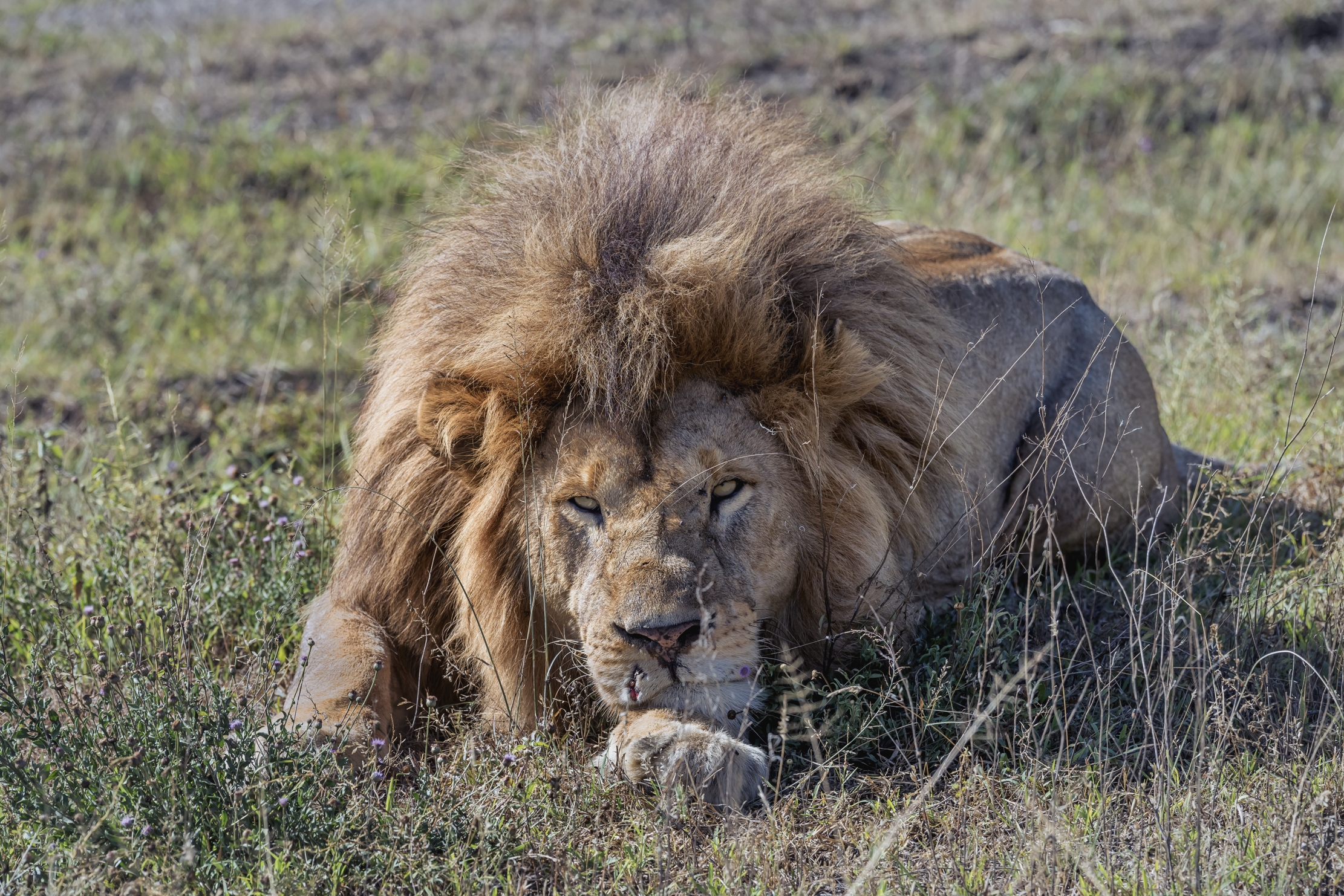 Tanzania 2016 - Lion