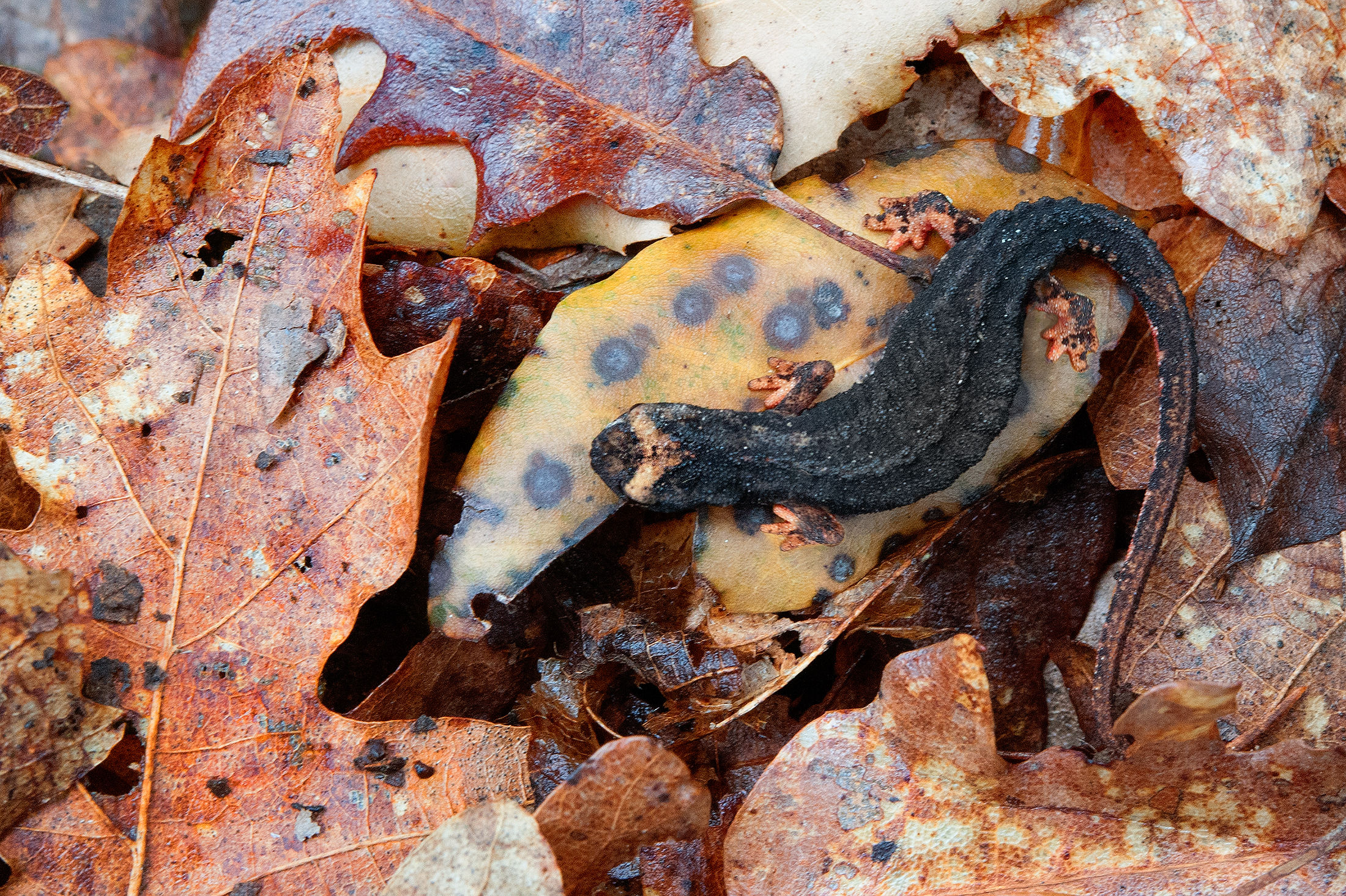 Salamandrina dagli occhiali