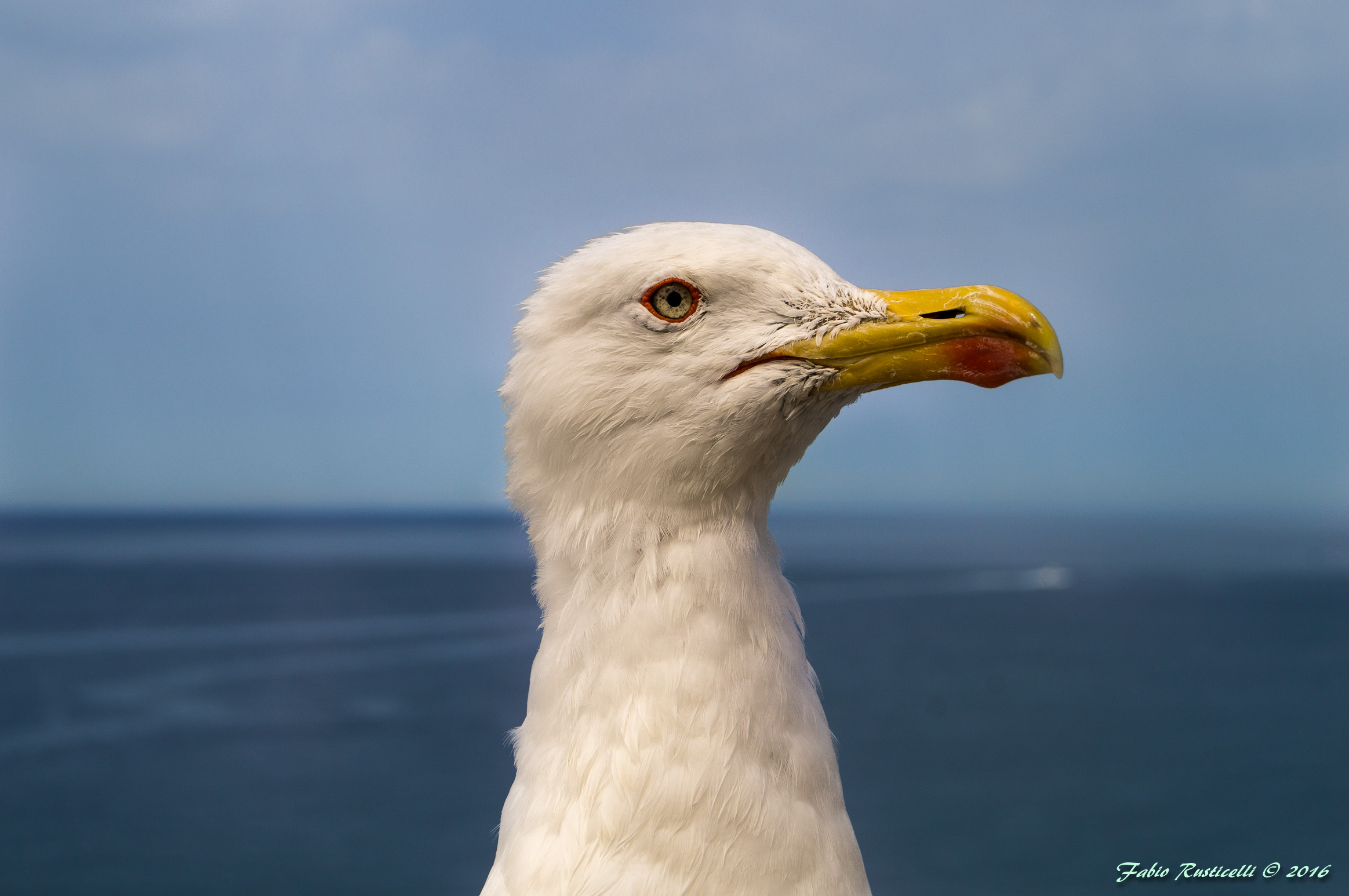 My name is Jonathan Livingston