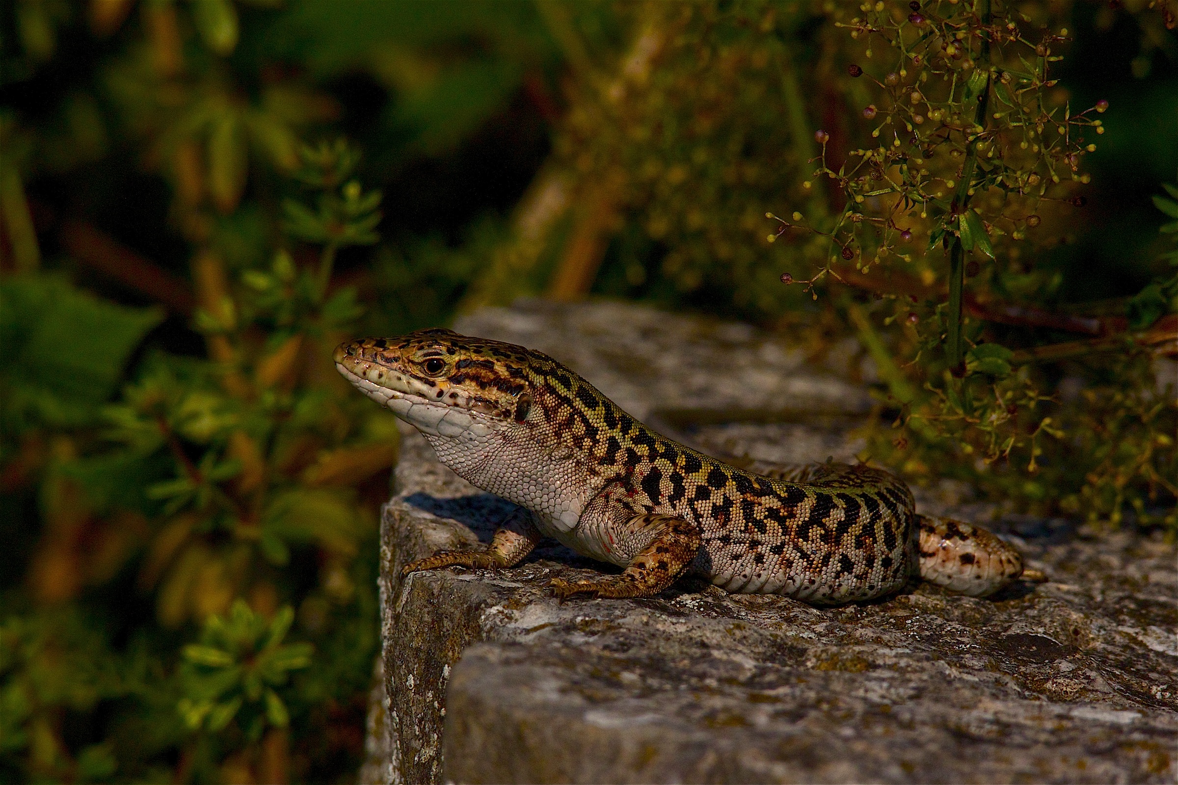 basiliscus polisquamatus