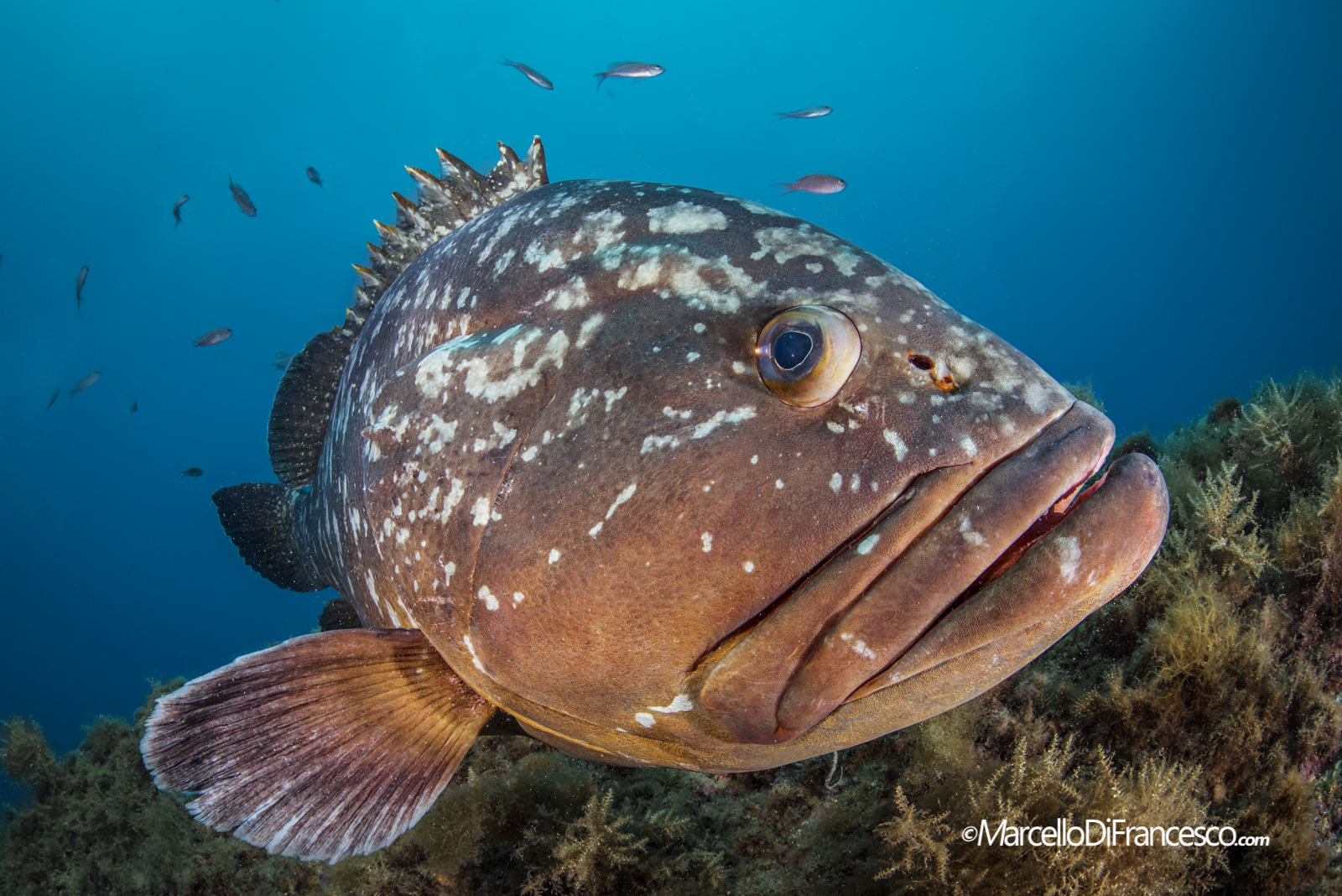 grouper Mediterranean
