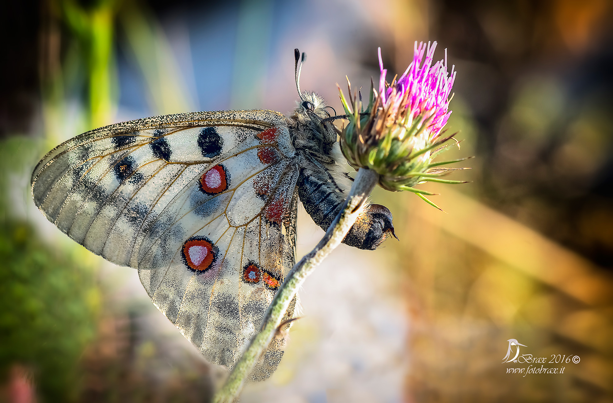 Parnassius apollo