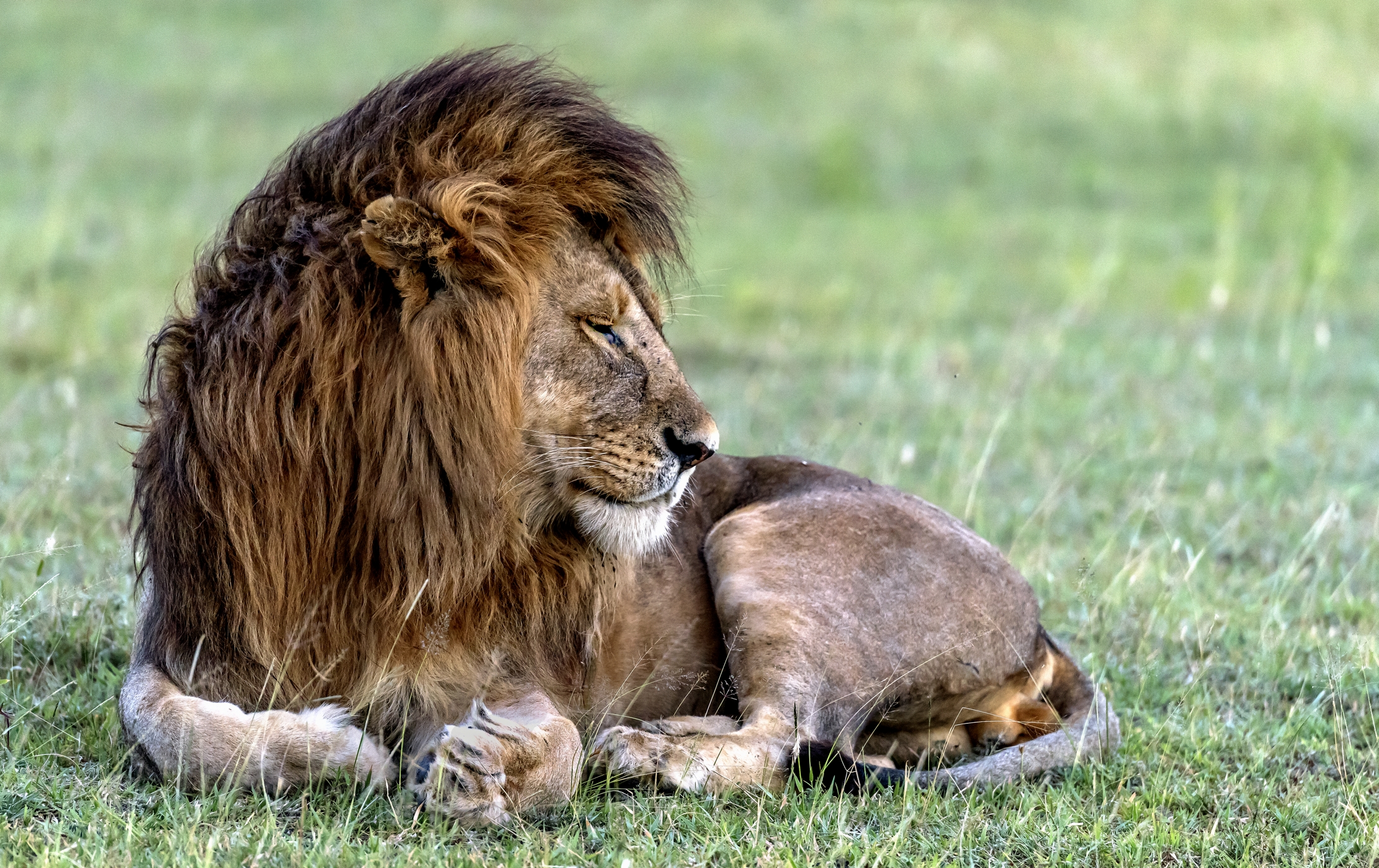 Tanzania 2016 - Riposo regale